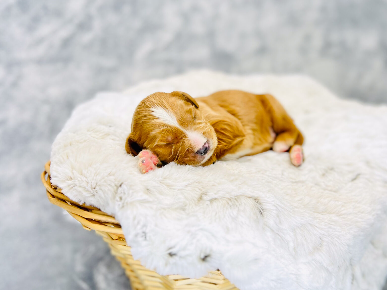 I am just a tiny baby and would love to join your family soon! Of course, you can’t see how cute and curly I will be when I get older, so the Dog Club will send updated photos when I am about 6 to 7 weeks old, if you choose to adopt me. Infant puppy deposits are refundable or transferrable.