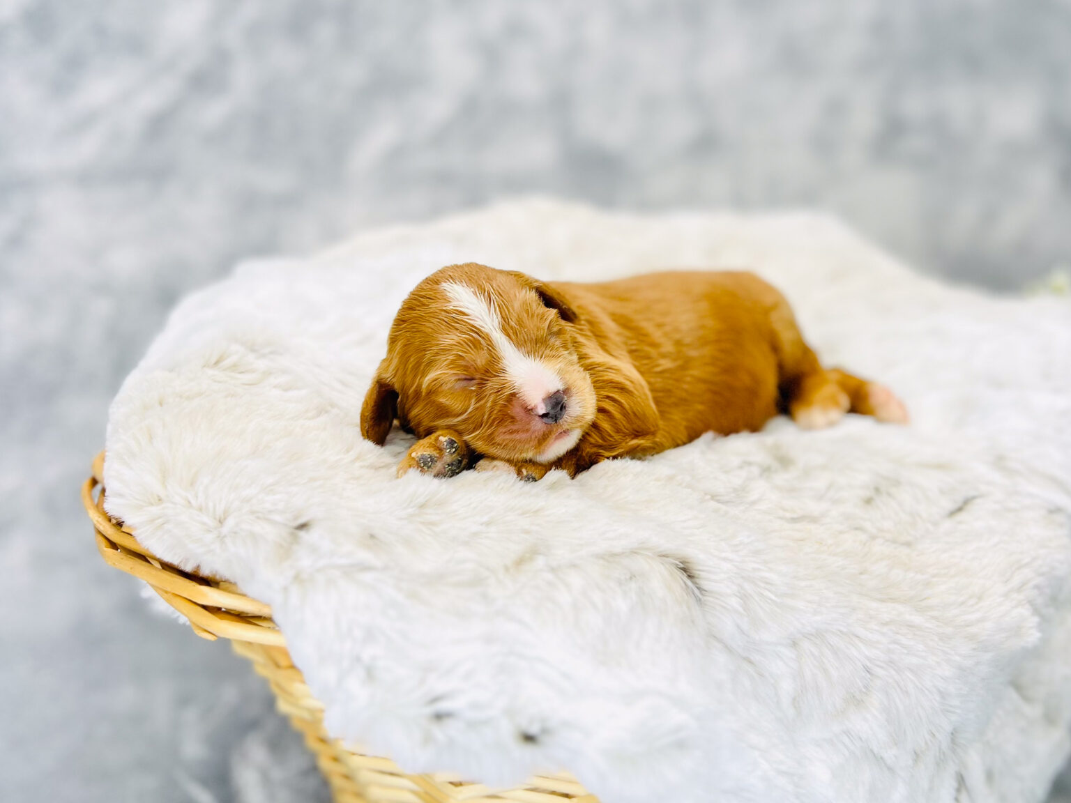 I am just a tiny baby and would love to join your family soon! Of course, you can’t see how cute and curly I will be when I get older, so the Dog Club will send updated photos when I am about 6 to 7 weeks old, if you choose to adopt me. Infant puppy deposits are refundable or transferrable.