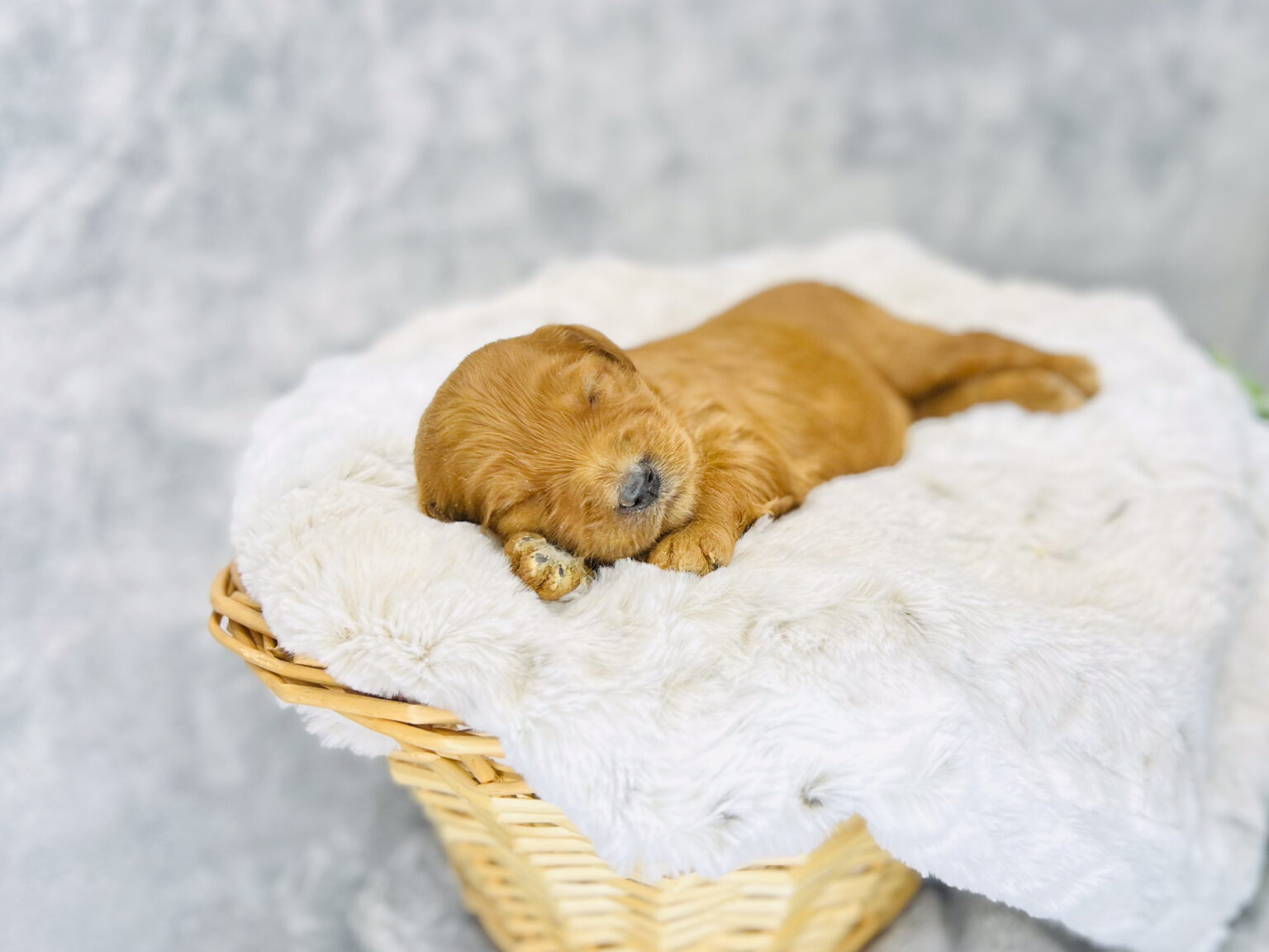 I am just a tiny baby and would love to join your family soon! Of course, you can’t see how cute and curly I will be when I get older, so the Dog Club will send updated photos when I am about 6 to 7 weeks old, if you choose to adopt me. Infant puppy deposits are refundable or transferrable.