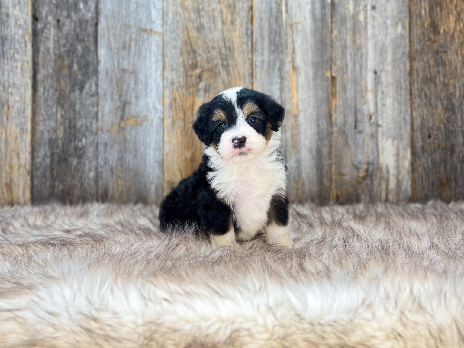 I am just a tiny baby and would love to join your family soon! Of course, you can’t see how cute and curly I will be when I get older, so the Dog Club will send updated photos when I am about 6 to 7 weeks old, if you choose to adopt me. Infant puppy deposits are refundable or transferrable.