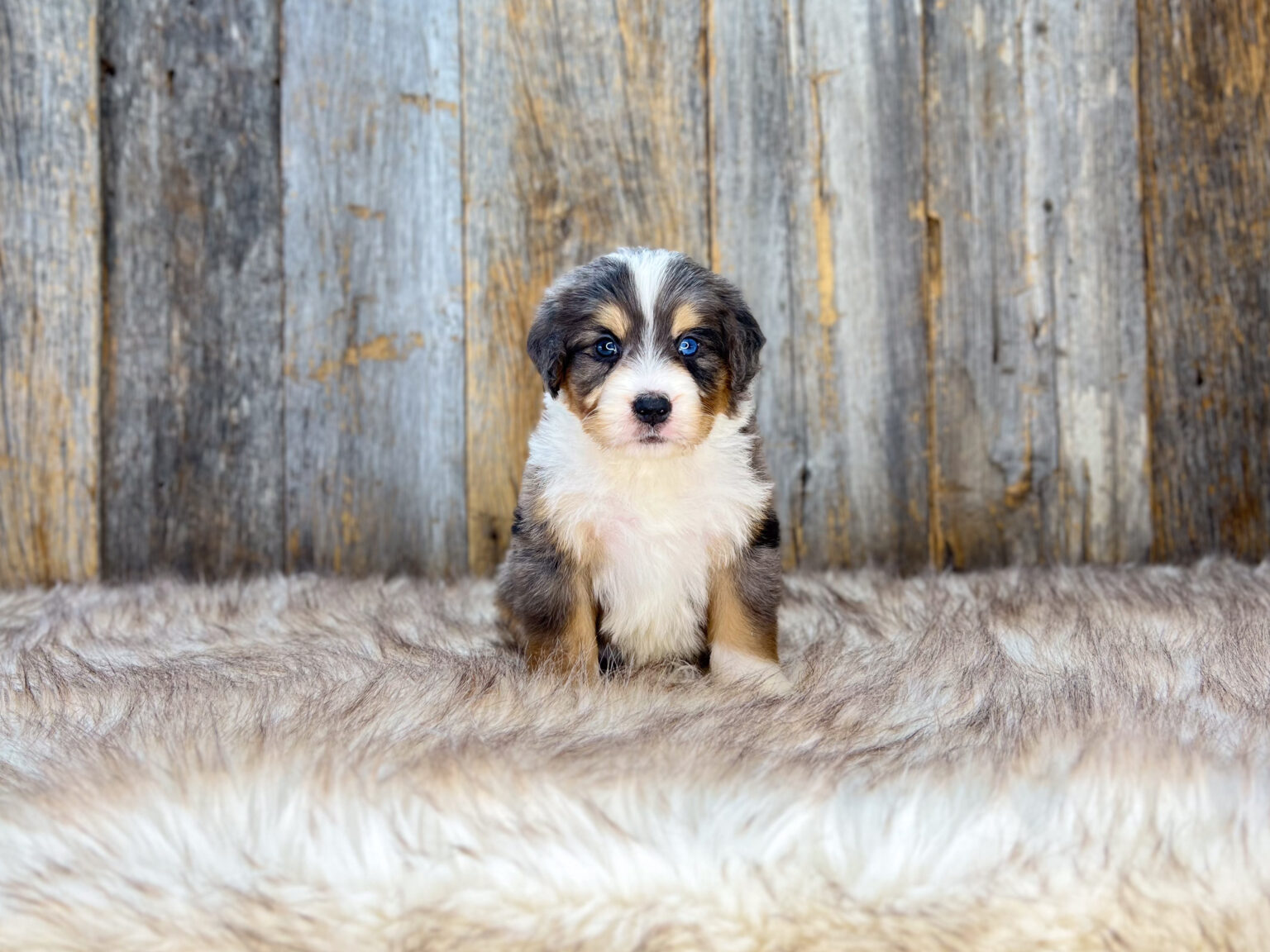 I am just a tiny baby and would love to join your family soon! Of course, you can’t see how cute and curly I will be when I get older, so the Dog Club will send updated photos when I am about 6 to 7 weeks old, if you choose to adopt me. Infant puppy deposits are refundable or transferrable.