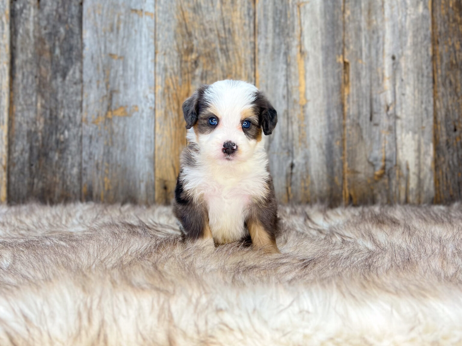 I am just a tiny baby and would love to join your family soon! Of course, you can’t see how cute and curly I will be when I get older, so the Dog Club will send updated photos when I am about 6 to 7 weeks old, if you choose to adopt me. Infant puppy deposits are refundable or transferrable.