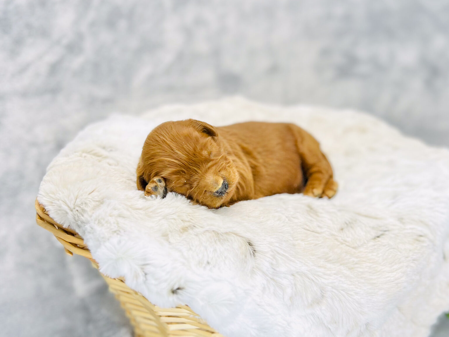 I am just a tiny baby and would love to join your family soon! Of course, you can’t see how cute and curly I will be when I get older, so the Dog Club will send updated photos when I am about 6 to 7 weeks old, if you choose to adopt me. Infant puppy deposits are refundable or transferrable.