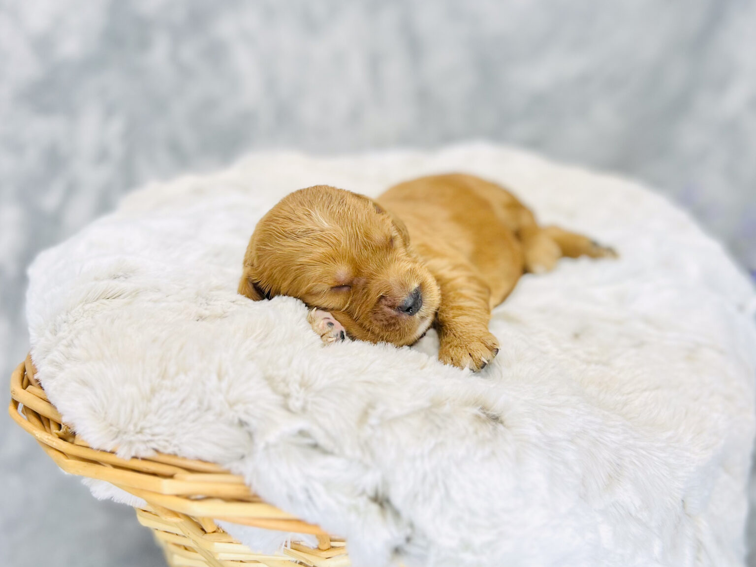 I am just a tiny baby and would love to join your family soon! Of course, you can’t see how cute and curly I will be when I get older, so the Dog Club will send updated photos when I am about 6 to 7 weeks old, if you choose to adopt me. Infant puppy deposits are refundable or transferrable.