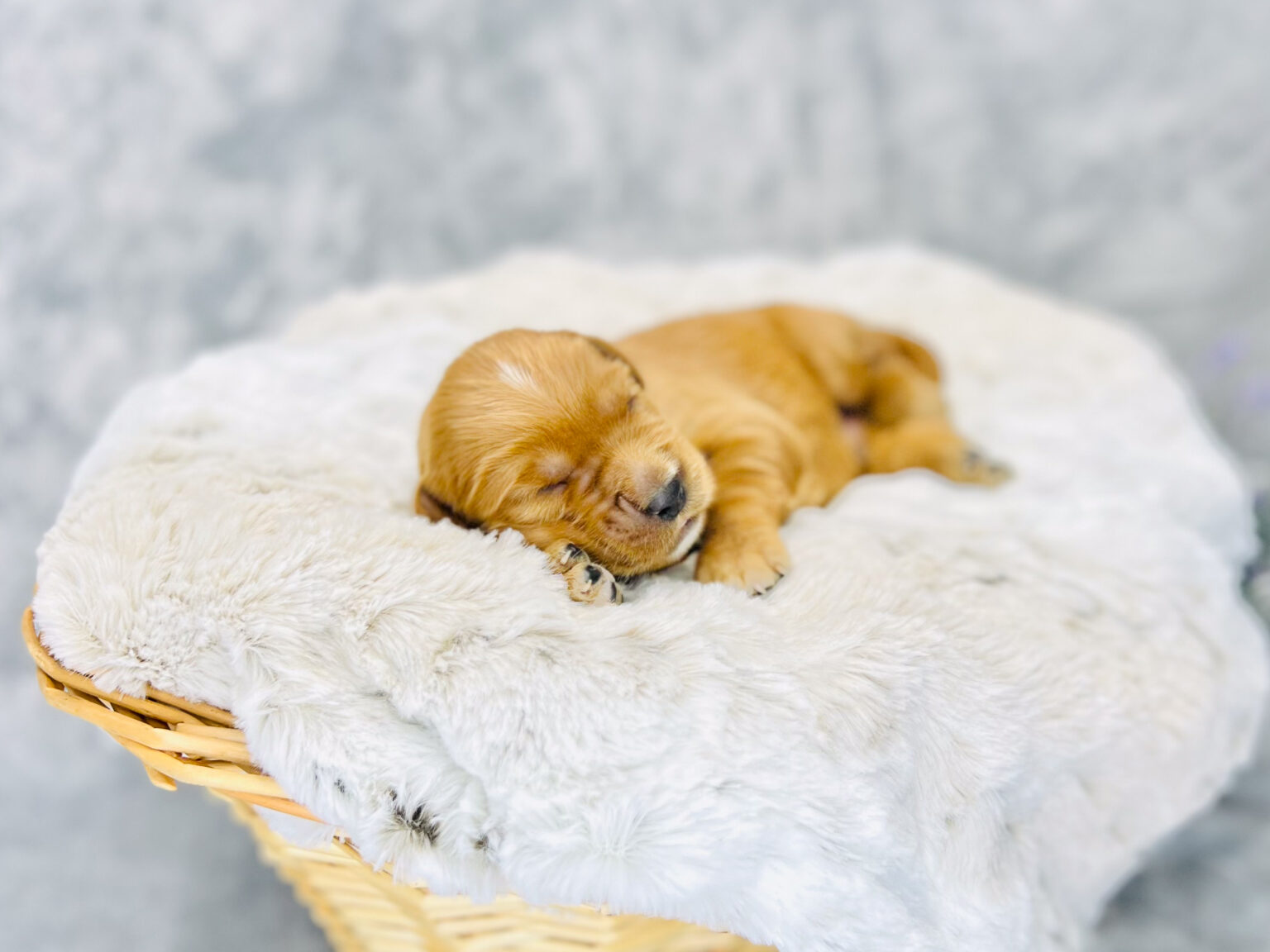 I am just a tiny baby and would love to join your family soon! Of course, you can’t see how cute and curly I will be when I get older, so the Dog Club will send updated photos when I am about 6 to 7 weeks old, if you choose to adopt me. Infant puppy deposits are refundable or transferrable.