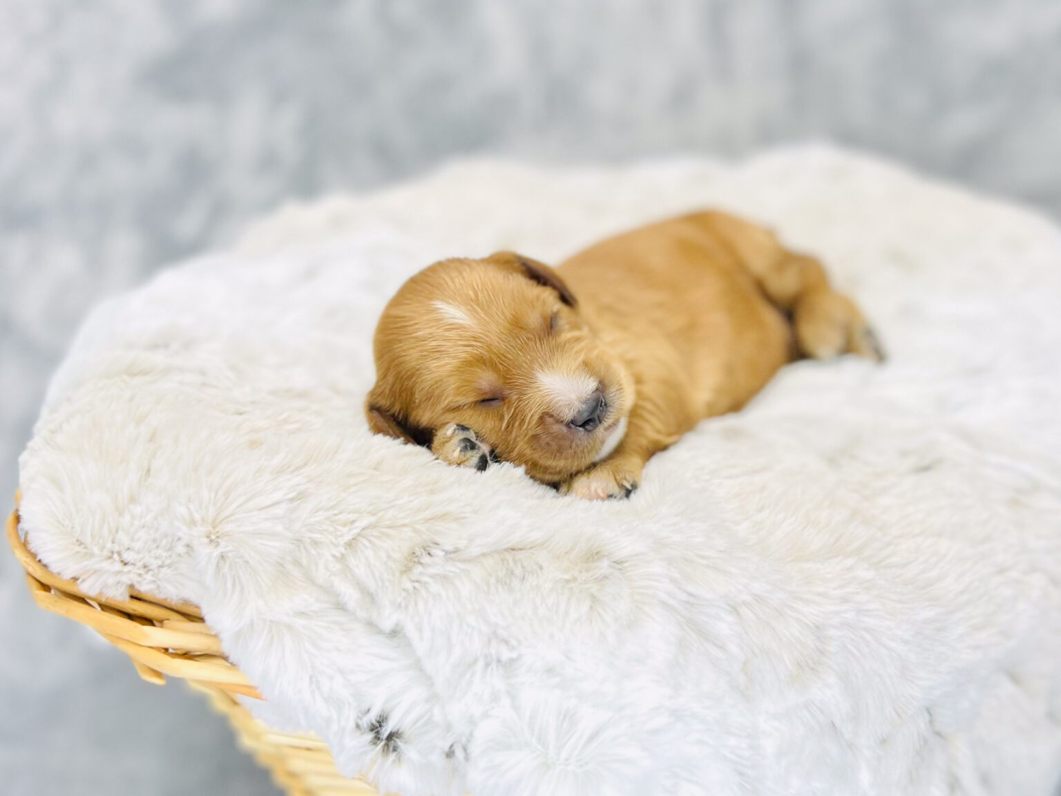 I am just a tiny baby and would love to join your family soon! Of course, you can’t see how cute and curly I will be when I get older, so the Dog Club will send updated photos when I am about 6 to 7 weeks old, if you choose to adopt me. Infant puppy deposits are refundable or transferrable.