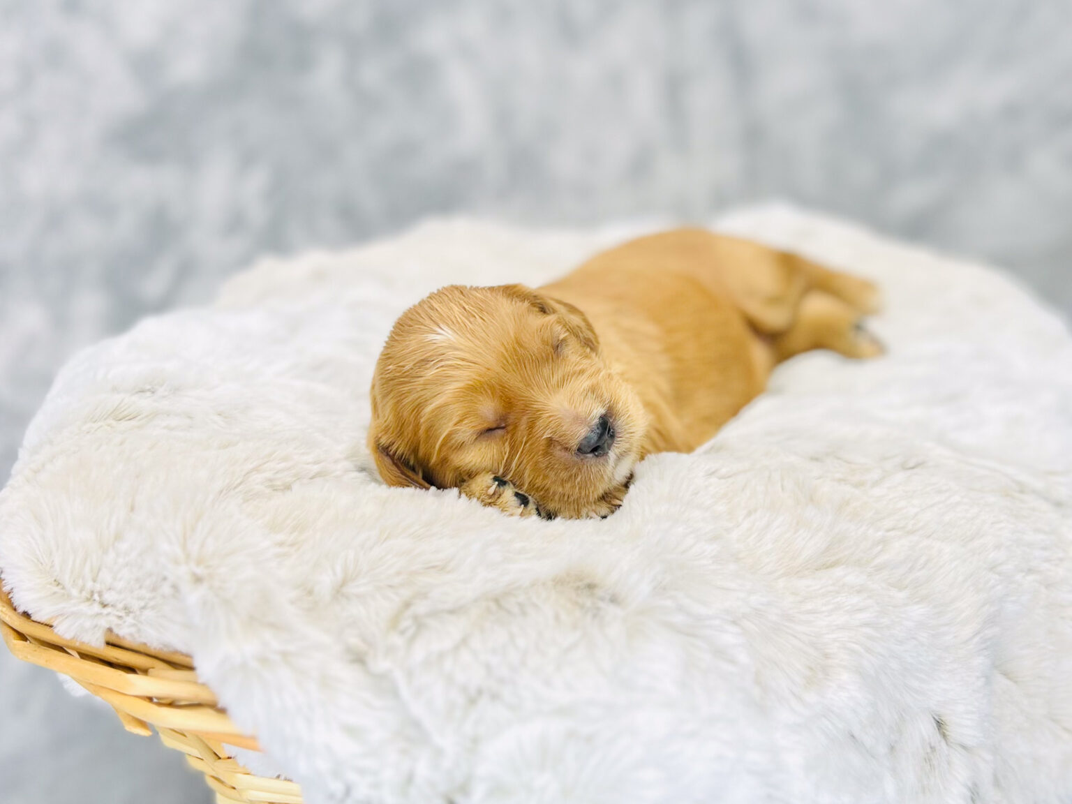 I am just a tiny baby and would love to join your family soon! Of course, you can’t see how cute and curly I will be when I get older, so the Dog Club will send updated photos when I am about 6 to 7 weeks old, if you choose to adopt me. Infant puppy deposits are refundable or transferrable.