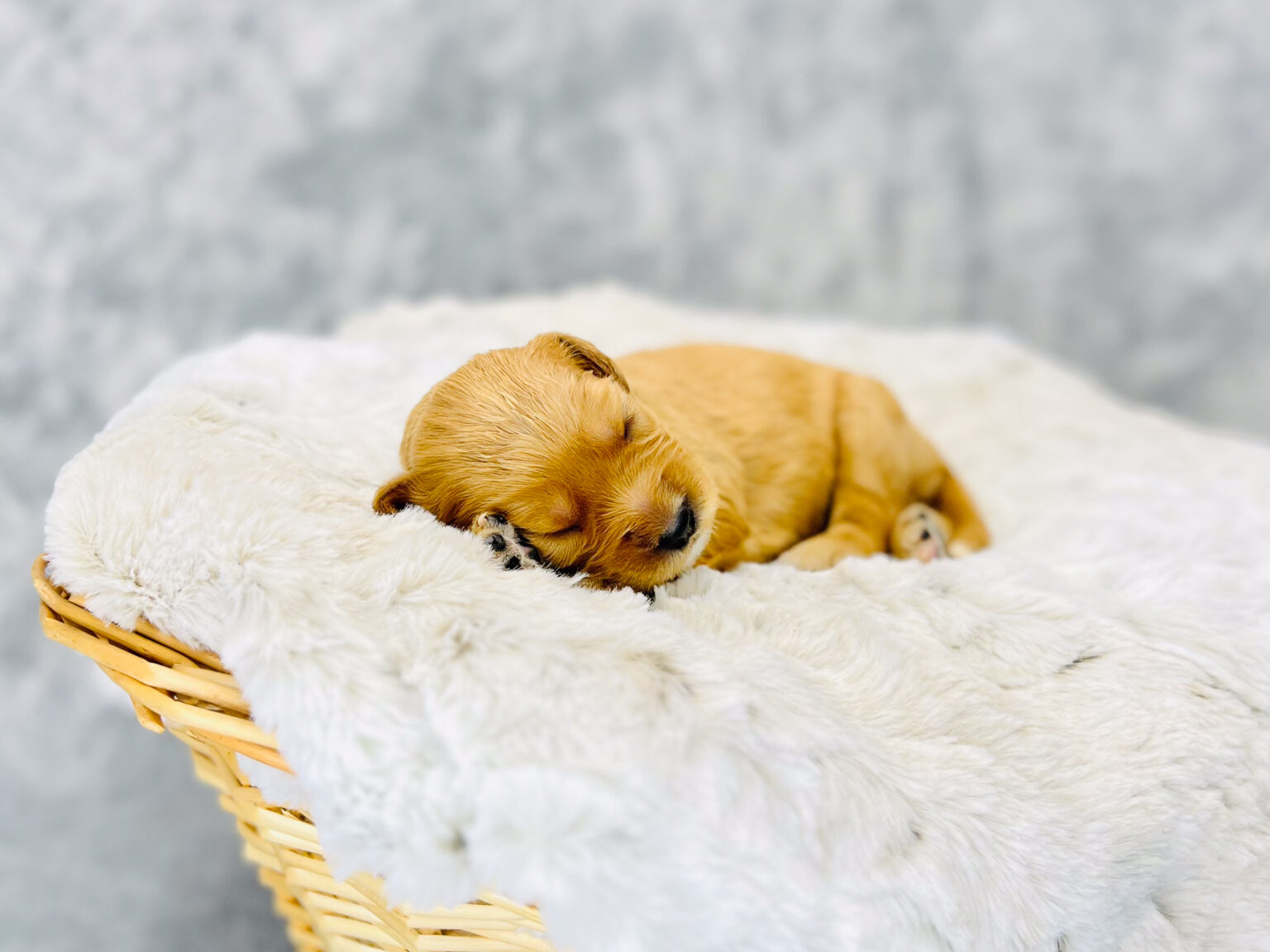 I am just a tiny baby and would love to join your family soon! Of course, you can’t see how cute and curly I will be when I get older, so the Dog Club will send updated photos when I am about 6 to 7 weeks old, if you choose to adopt me. Infant puppy deposits are refundable or transferrable.