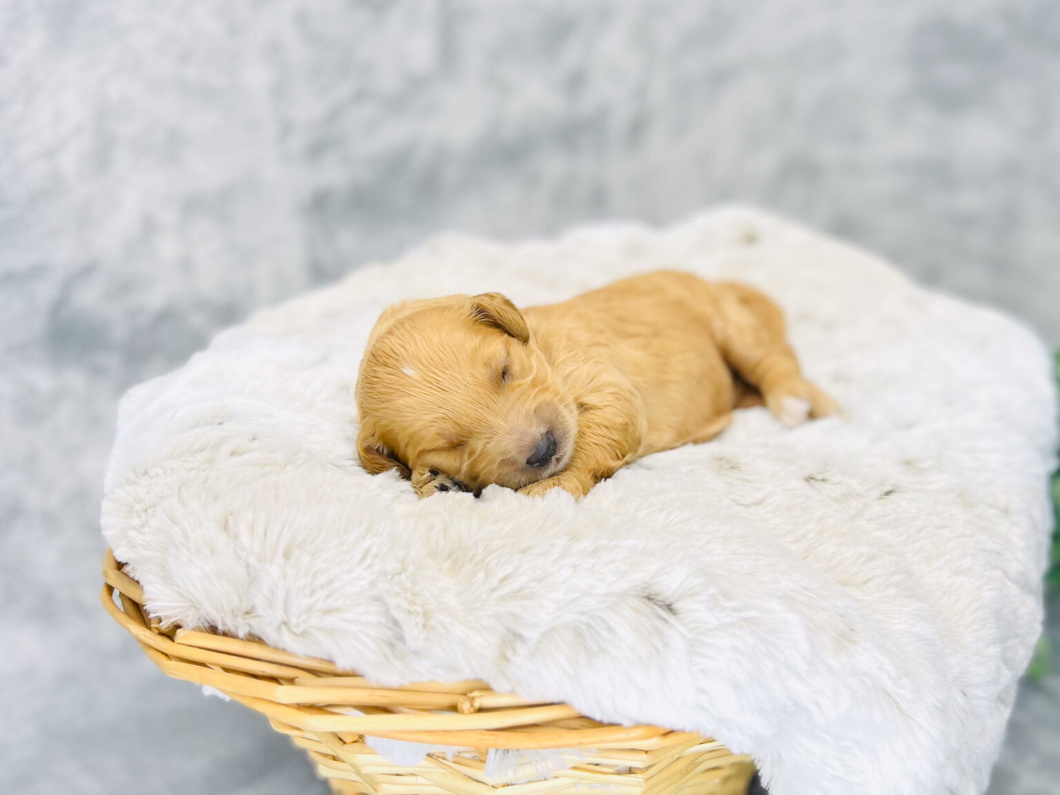 I am just a tiny baby and would love to join your family soon! Of course, you can’t see how cute and curly I will be when I get older, so the Dog Club will send updated photos when I am about 6 to 7 weeks old, if you choose to adopt me. Infant puppy deposits are refundable or transferrable.