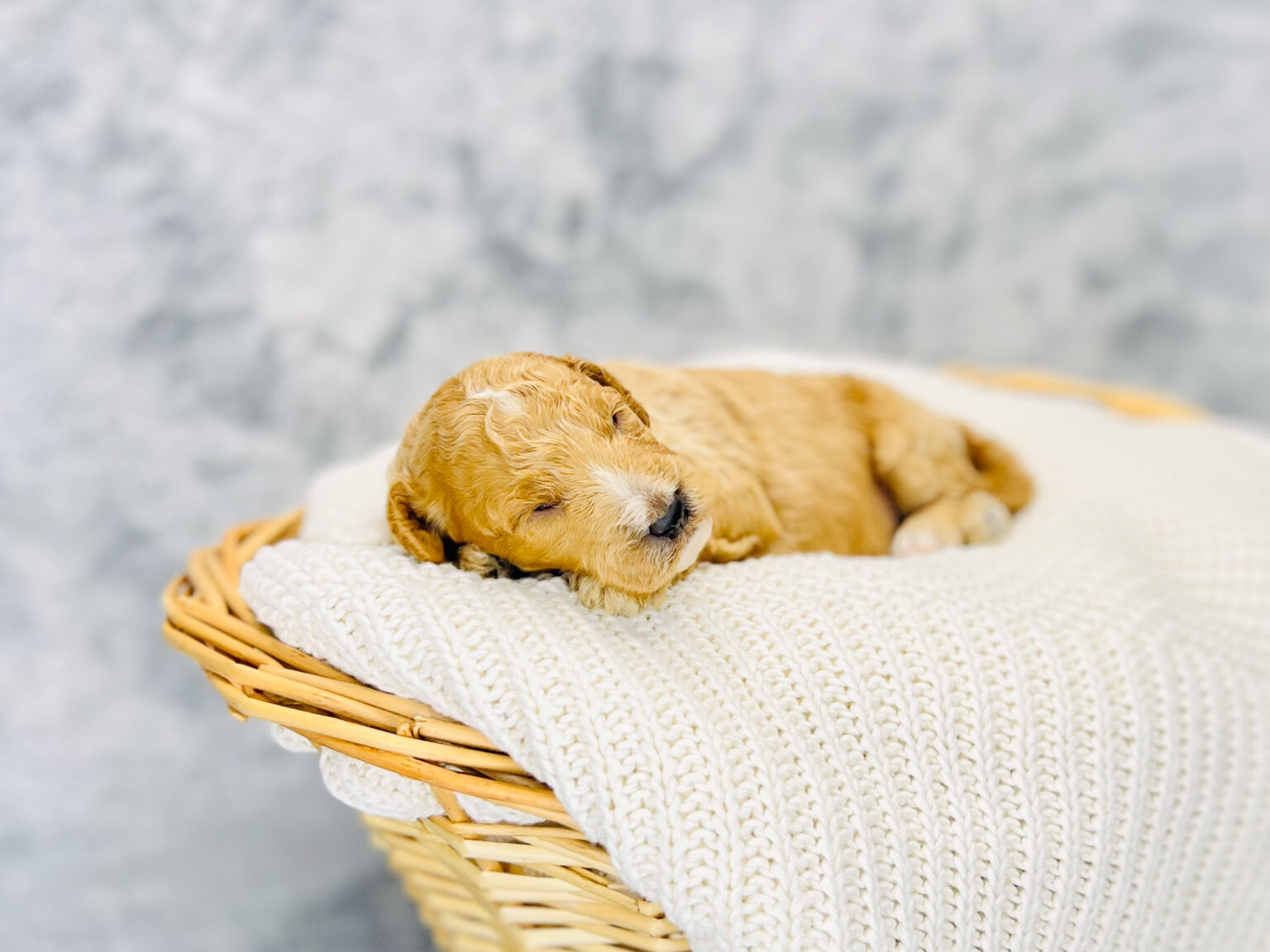 I am just a tiny baby and would love to join your family soon! Of course, you can’t see how cute and curly I will be when I get older, so the Dog Club will send updated photos when I am about 6 to 7 weeks old, if you choose to adopt me. Infant puppy deposits are refundable or transferrable.