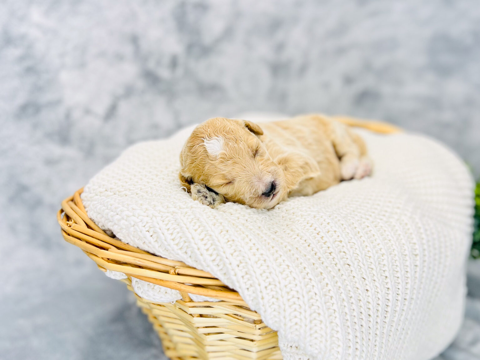 I am just a tiny baby and would love to join your family soon! Of course, you can’t see how cute and curly I will be when I get older, so the Dog Club will send updated photos when I am about 6 to 7 weeks old, if you choose to adopt me. Infant puppy deposits are refundable or transferrable.