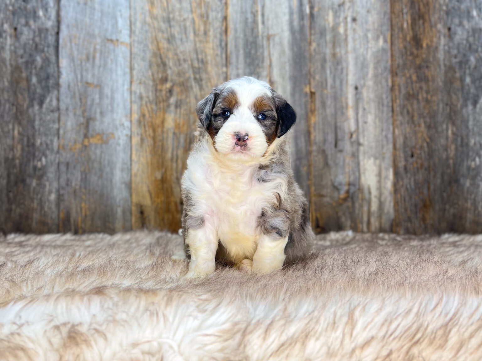 I am just a tiny baby and would love to join your family soon! Of course, you can’t see how cute and curly I will be when I get older, so the Dog Club will send updated photos when I am about 6 to 7 weeks old, if you choose to adopt me. Infant puppy deposits are refundable or transferrable.
