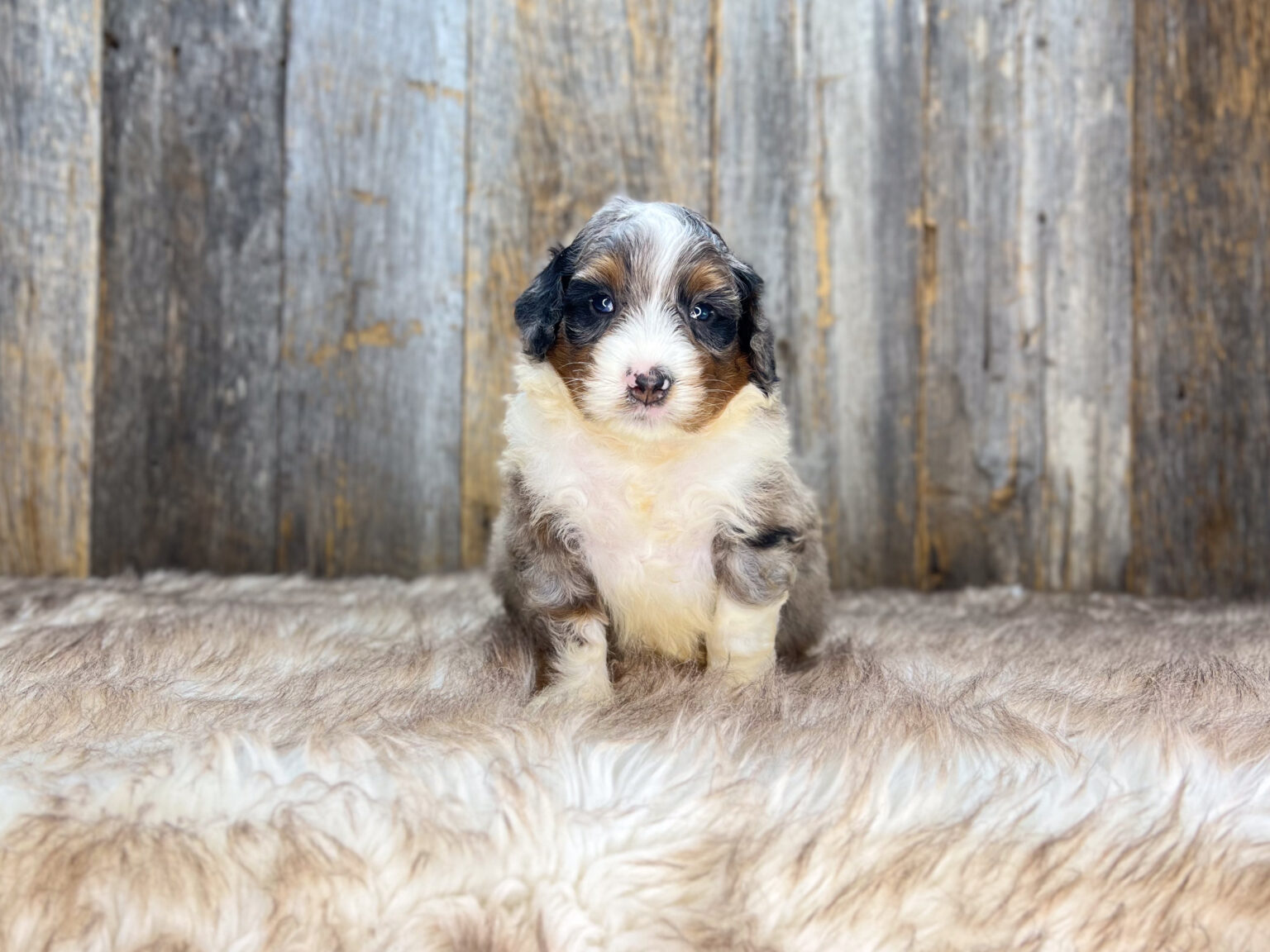 I am just a tiny baby and would love to join your family soon! Of course, you can’t see how cute and curly I will be when I get older, so the Dog Club will send updated photos when I am about 6 to 7 weeks old, if you choose to adopt me. Infant puppy deposits are refundable or transferrable.
