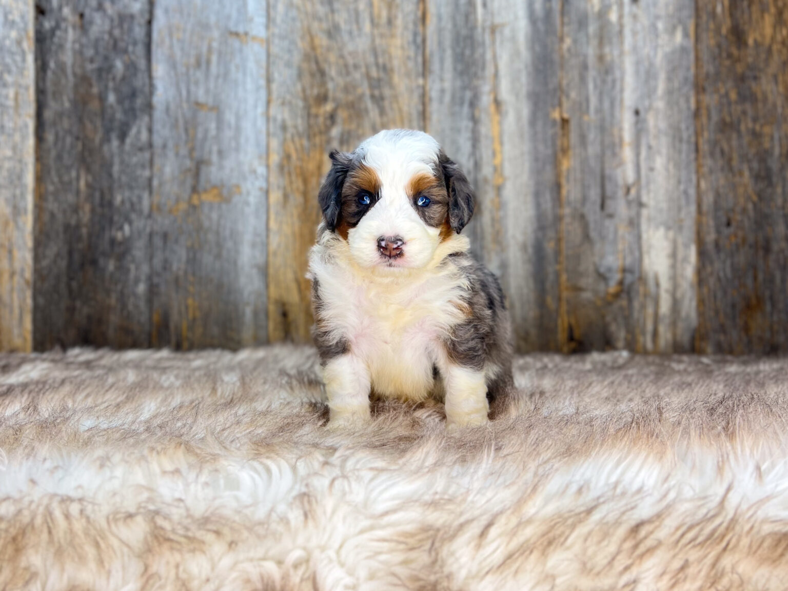 I am just a tiny baby and would love to join your family soon! Of course, you can’t see how cute and curly I will be when I get older, so the Dog Club will send updated photos when I am about 6 to 7 weeks old, if you choose to adopt me. Infant puppy deposits are refundable or transferrable.