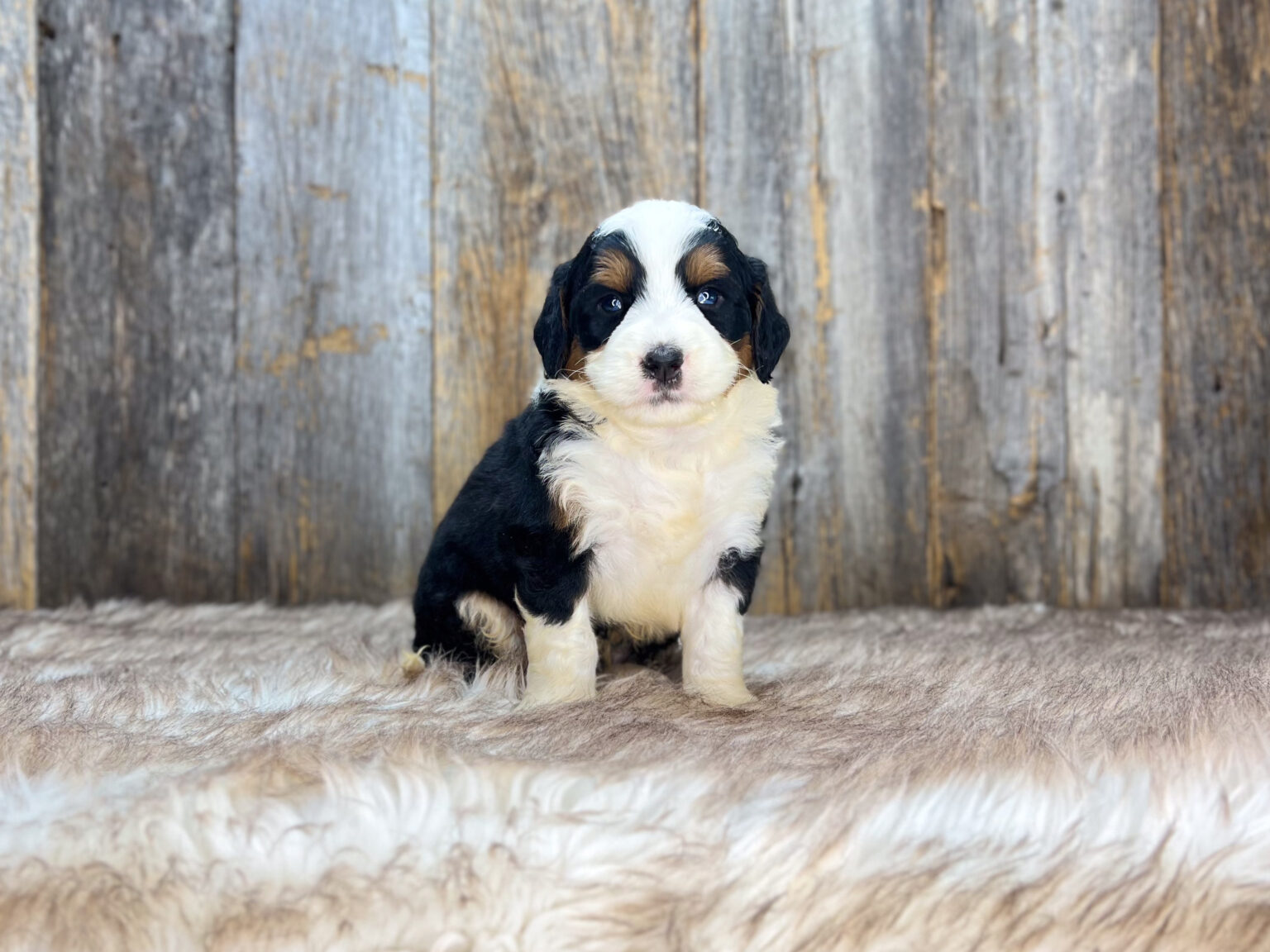 I am just a tiny baby and would love to join your family soon! Of course, you can’t see how cute and curly I will be when I get older, so the Dog Club will send updated photos when I am about 6 to 7 weeks old, if you choose to adopt me. Infant puppy deposits are refundable or transferrable.