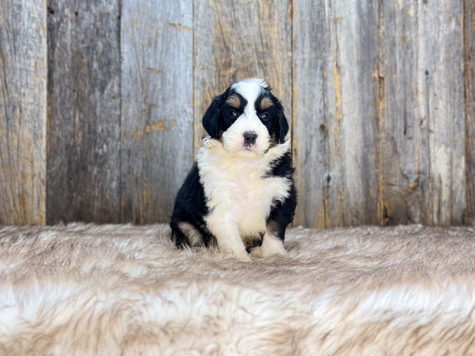 I am just a tiny baby and would love to join your family soon! Of course, you can’t see how cute and curly I will be when I get older, so the Dog Club will send updated photos when I am about 6 to 7 weeks old, if you choose to adopt me. Infant puppy deposits are refundable or transferrable.