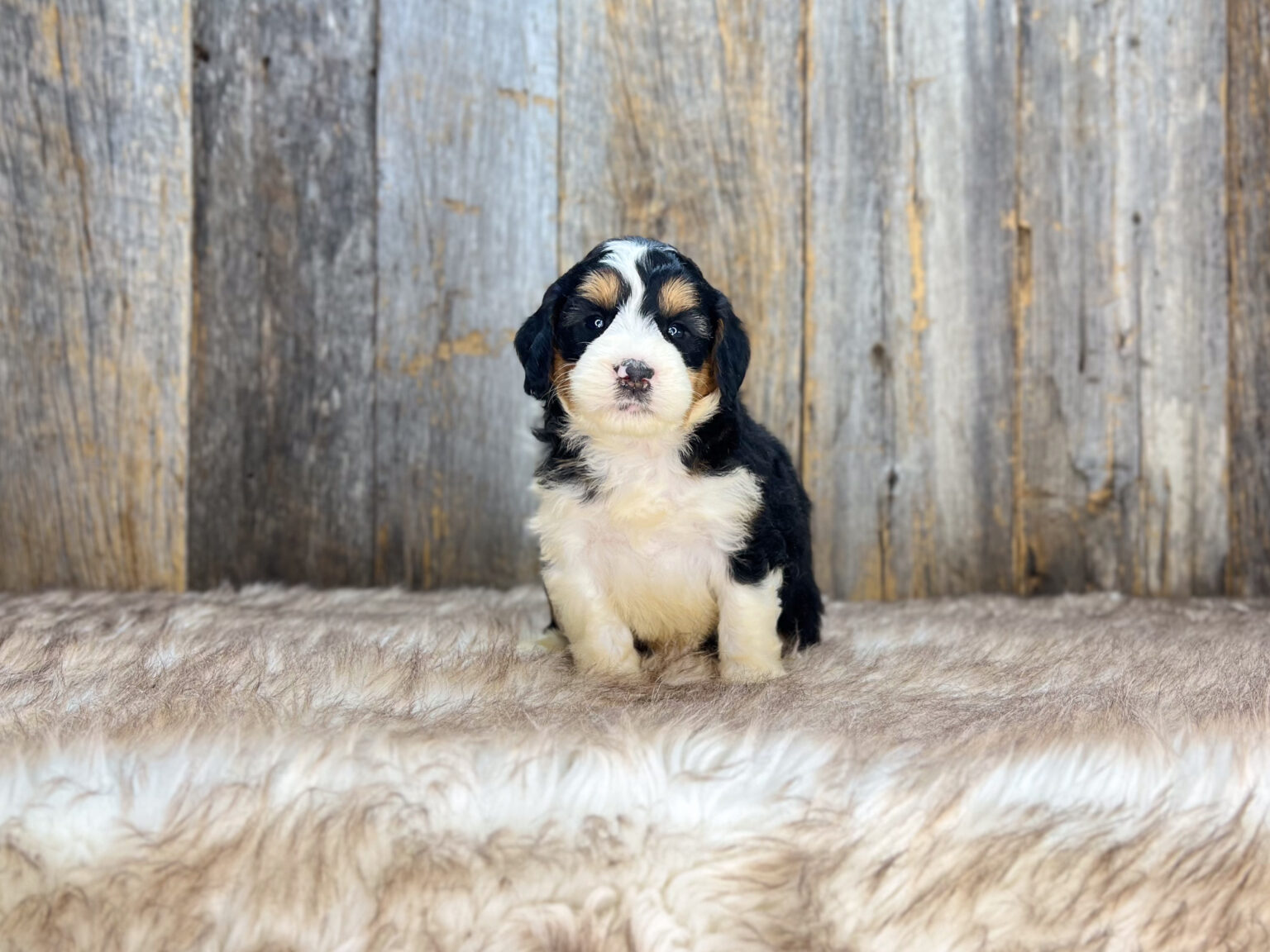 I am just a tiny baby and would love to join your family soon! Of course, you can’t see how cute and curly I will be when I get older, so the Dog Club will send updated photos when I am about 6 to 7 weeks old, if you choose to adopt me. Infant puppy deposits are refundable or transferrable.