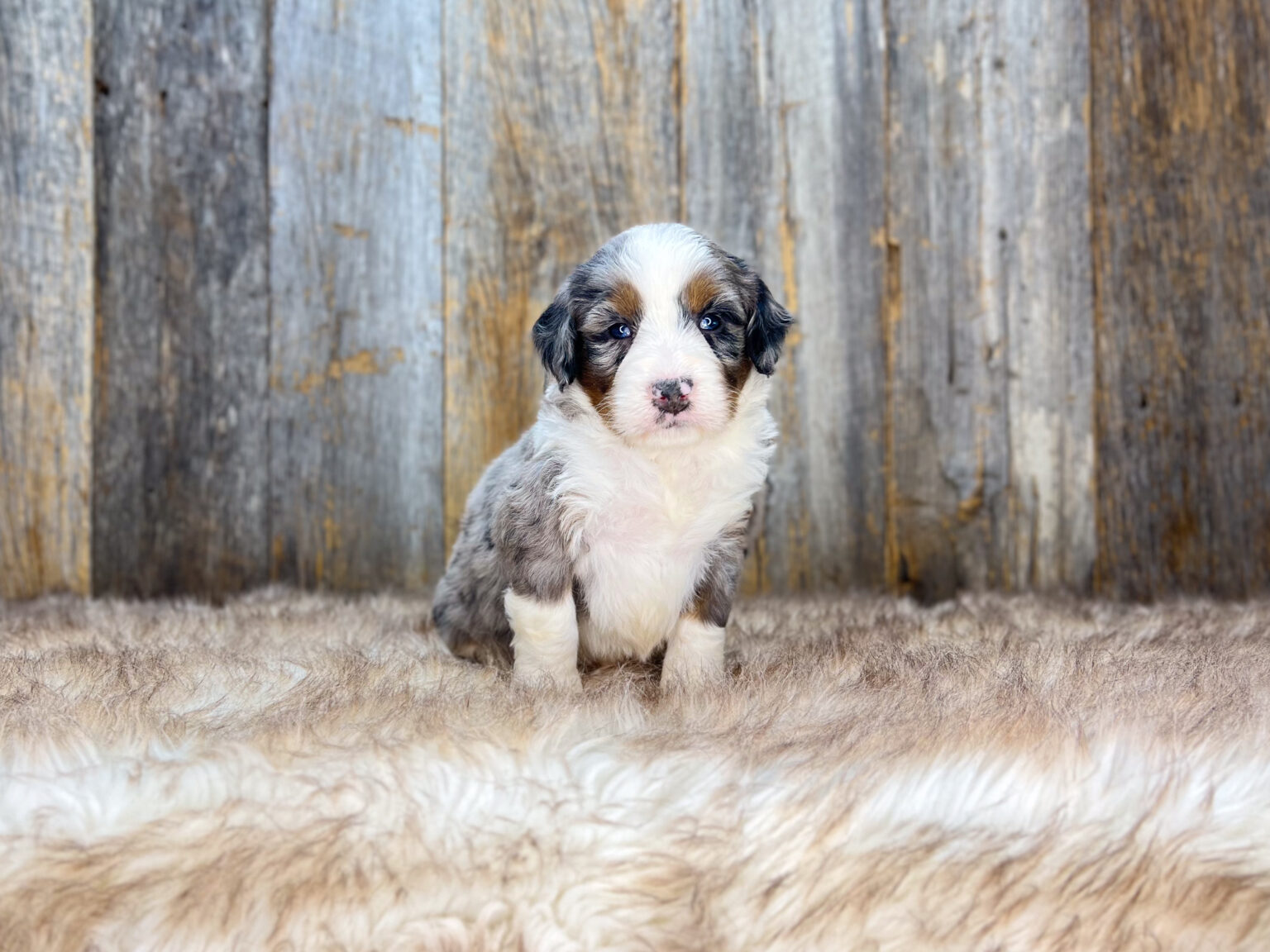 I am just a tiny baby and would love to join your family soon! Of course, you can’t see how cute and curly I will be when I get older, so the Dog Club will send updated photos when I am about 6 to 7 weeks old, if you choose to adopt me. Infant puppy deposits are refundable or transferrable.