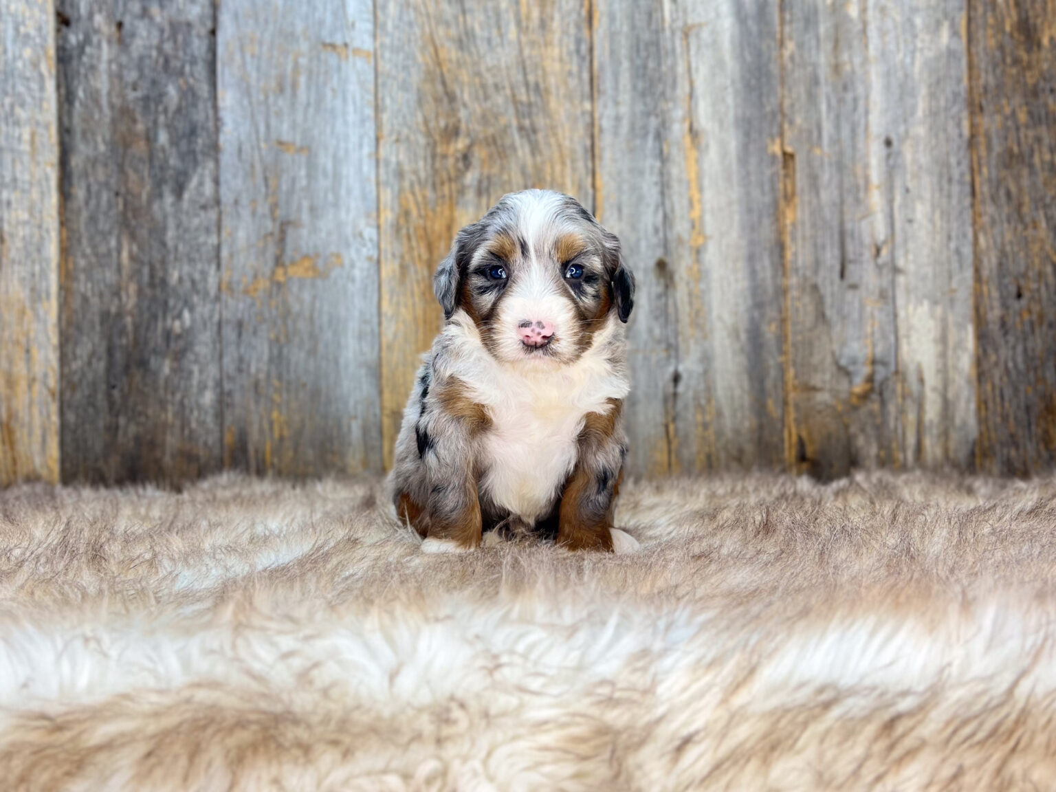 I am just a tiny baby and would love to join your family soon! Of course, you can’t see how cute and curly I will be when I get older, so the Dog Club will send updated photos when I am about 6 to 7 weeks old, if you choose to adopt me. Infant puppy deposits are refundable or transferrable.