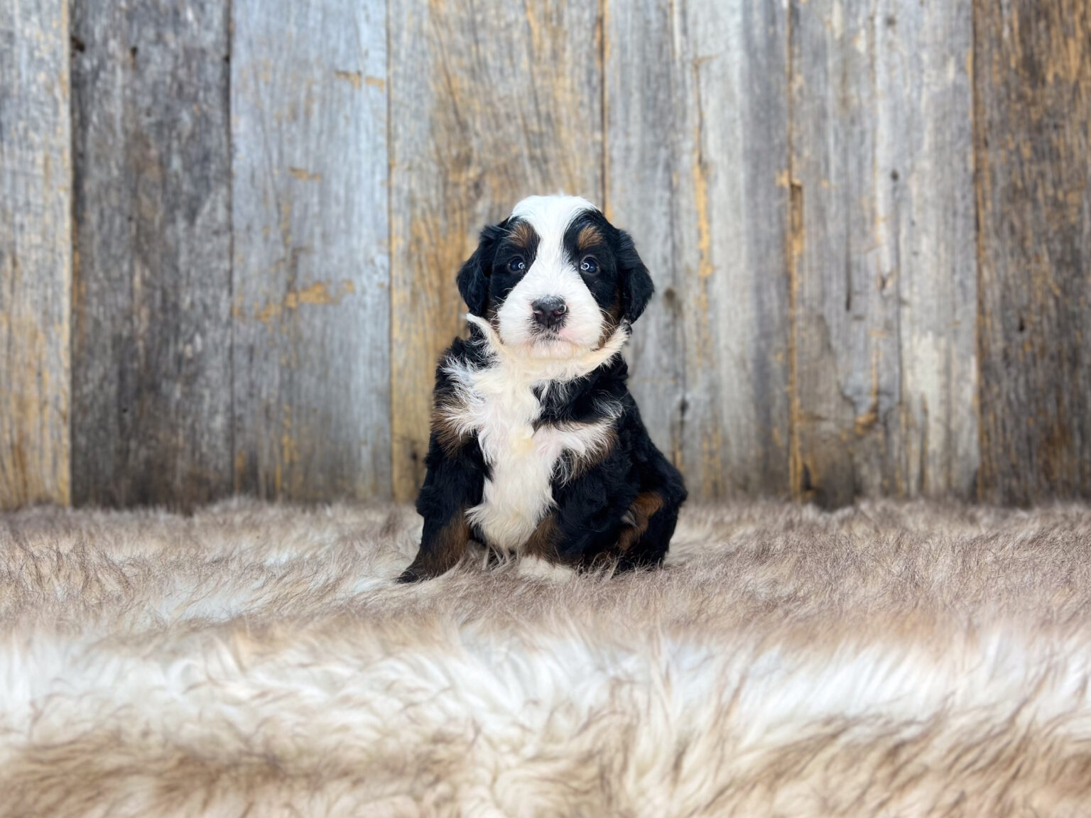 I am just a tiny baby and would love to join your family soon! Of course, you can’t see how cute and curly I will be when I get older, so the Dog Club will send updated photos when I am about 6 to 7 weeks old, if you choose to adopt me. Infant puppy deposits are refundable or transferrable.