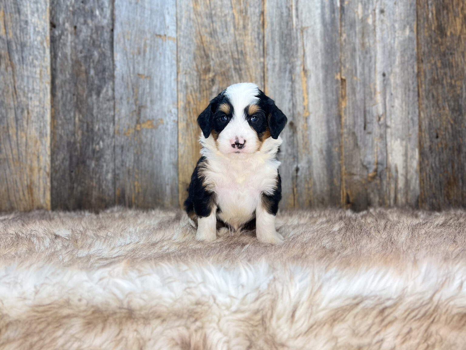 I am just a tiny baby and would love to join your family soon! Of course, you can’t see how cute and curly I will be when I get older, so the Dog Club will send updated photos when I am about 6 to 7 weeks old, if you choose to adopt me. Infant puppy deposits are refundable or transferrable.