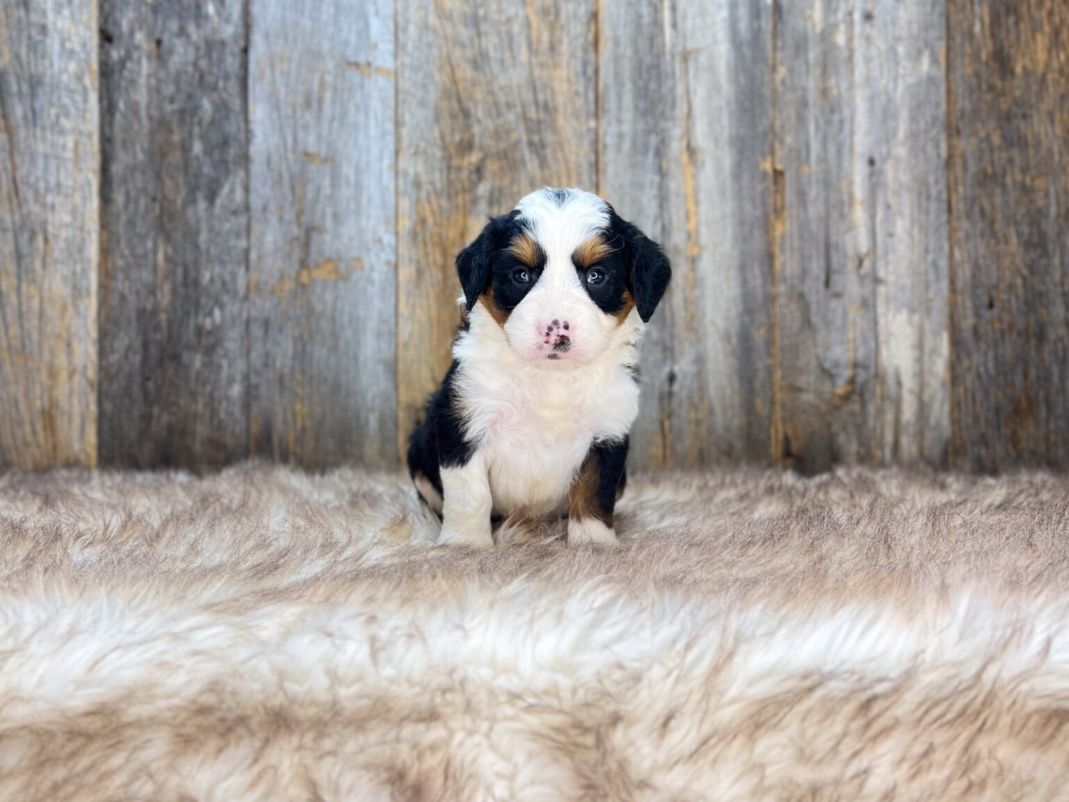 I am just a tiny baby and would love to join your family soon! Of course, you can’t see how cute and curly I will be when I get older, so the Dog Club will send updated photos when I am about 6 to 7 weeks old, if you choose to adopt me. Infant puppy deposits are refundable or transferrable.