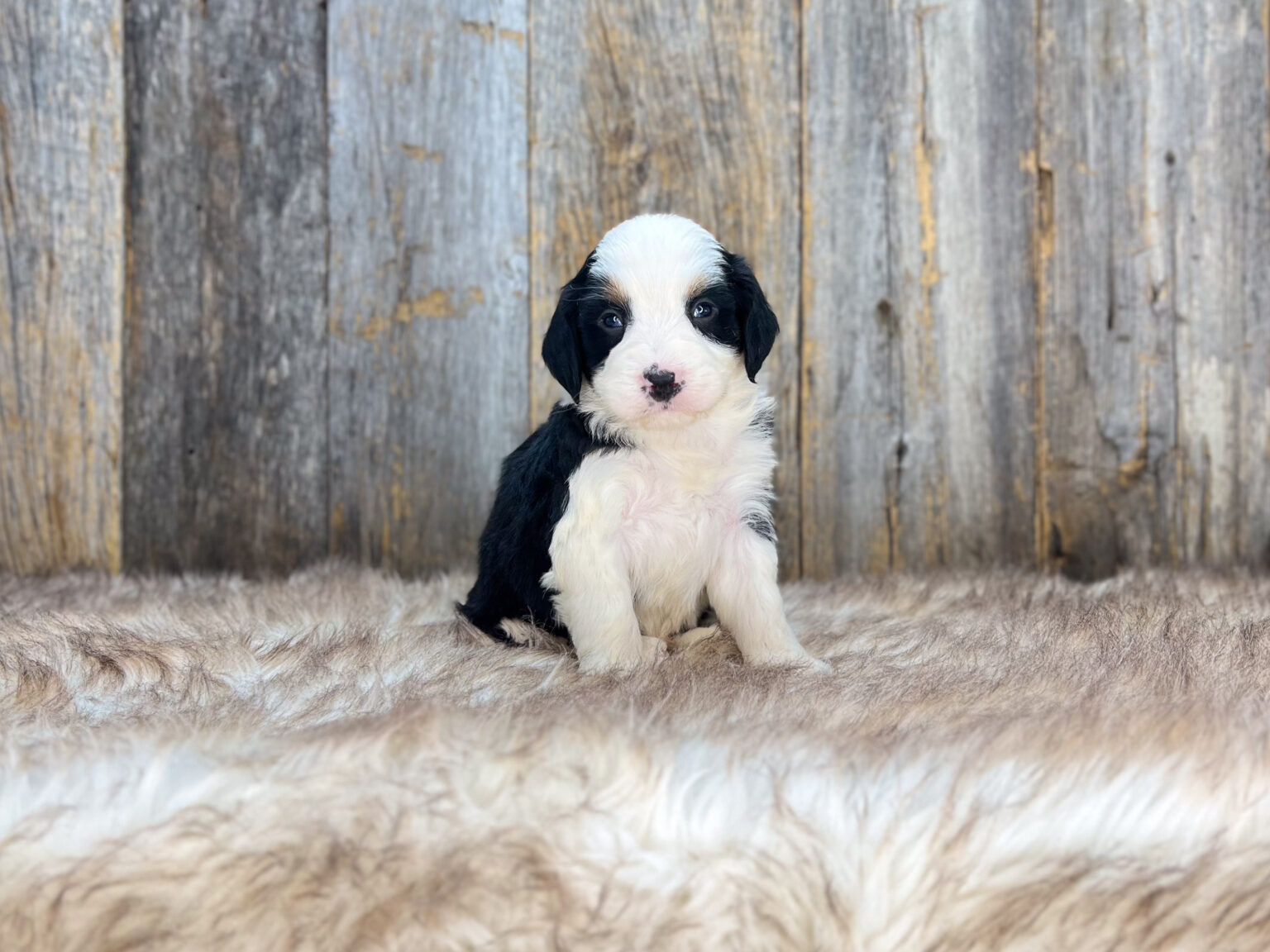 I am just a tiny baby and would love to join your family soon! Of course, you can’t see how cute and curly I will be when I get older, so the Dog Club will send updated photos when I am about 6 to 7 weeks old, if you choose to adopt me. Infant puppy deposits are refundable or transferrable.