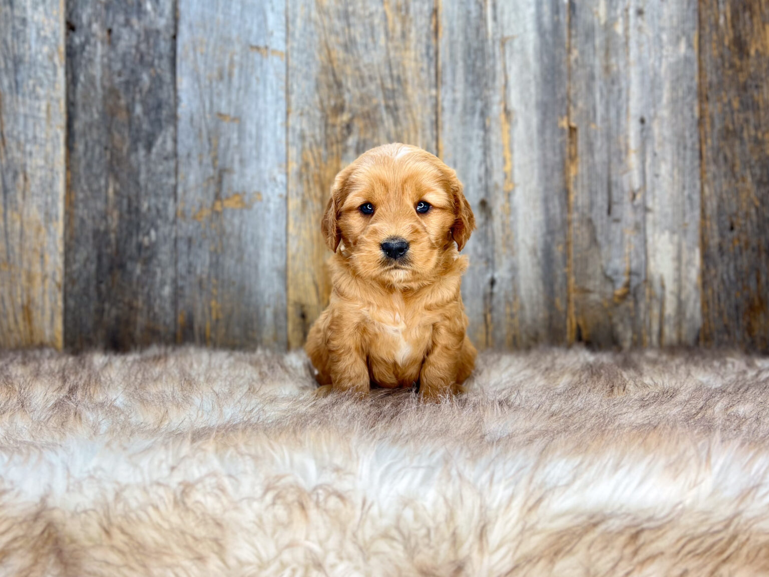 I am just a tiny baby and would love to join your family soon! Of course, you can’t see how cute and curly I will be when I get older, so the Dog Club will send updated photos when I am about 6 to 7 weeks old, if you choose to adopt me. Infant puppy deposits are refundable or transferrable.