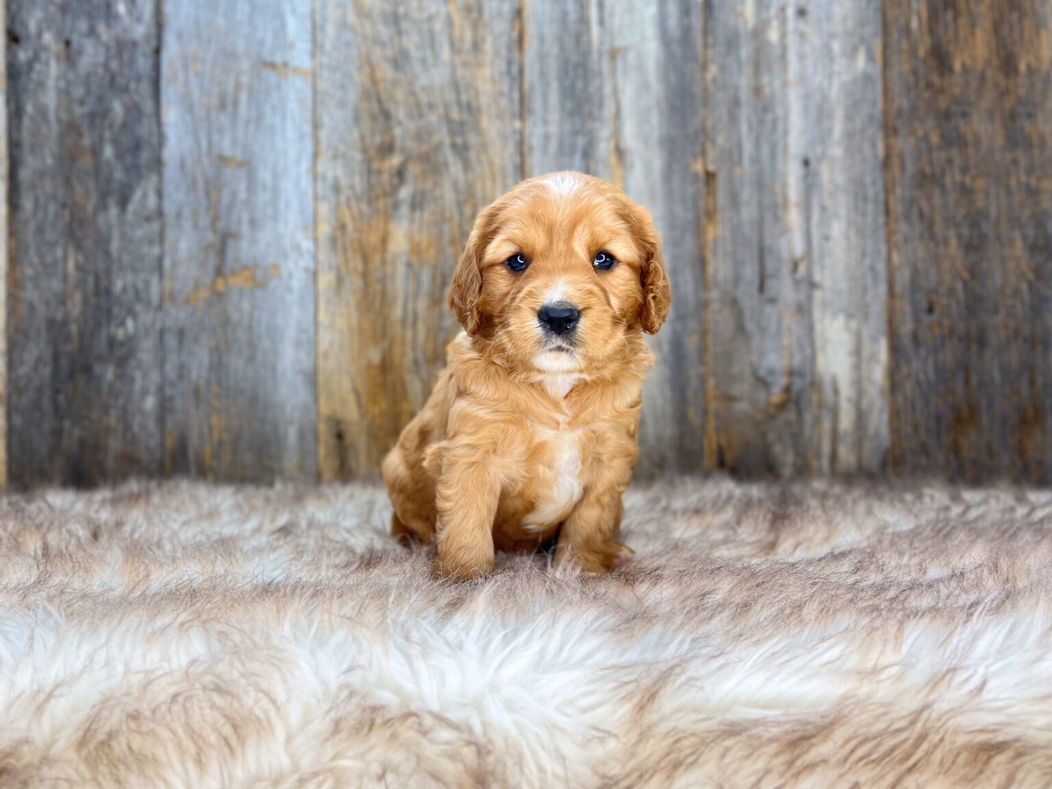 I am just a tiny baby and would love to join your family soon! Of course, you can’t see how cute and curly I will be when I get older, so the Dog Club will send updated photos when I am about 6 to 7 weeks old, if you choose to adopt me. Infant puppy deposits are refundable or transferrable.