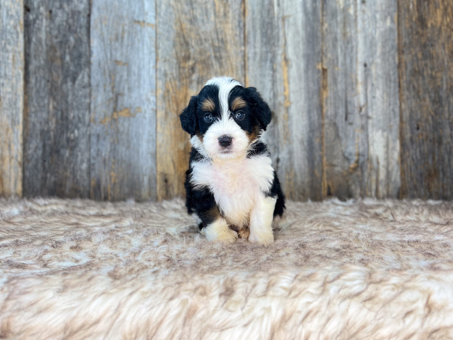 I am just a tiny baby and would love to join your family soon! Of course, you can’t see how cute and curly I will be when I get older, so the Dog Club will send updated photos when I am about 6 to 7 weeks old, if you choose to adopt me. Infant puppy deposits are refundable or transferrable.