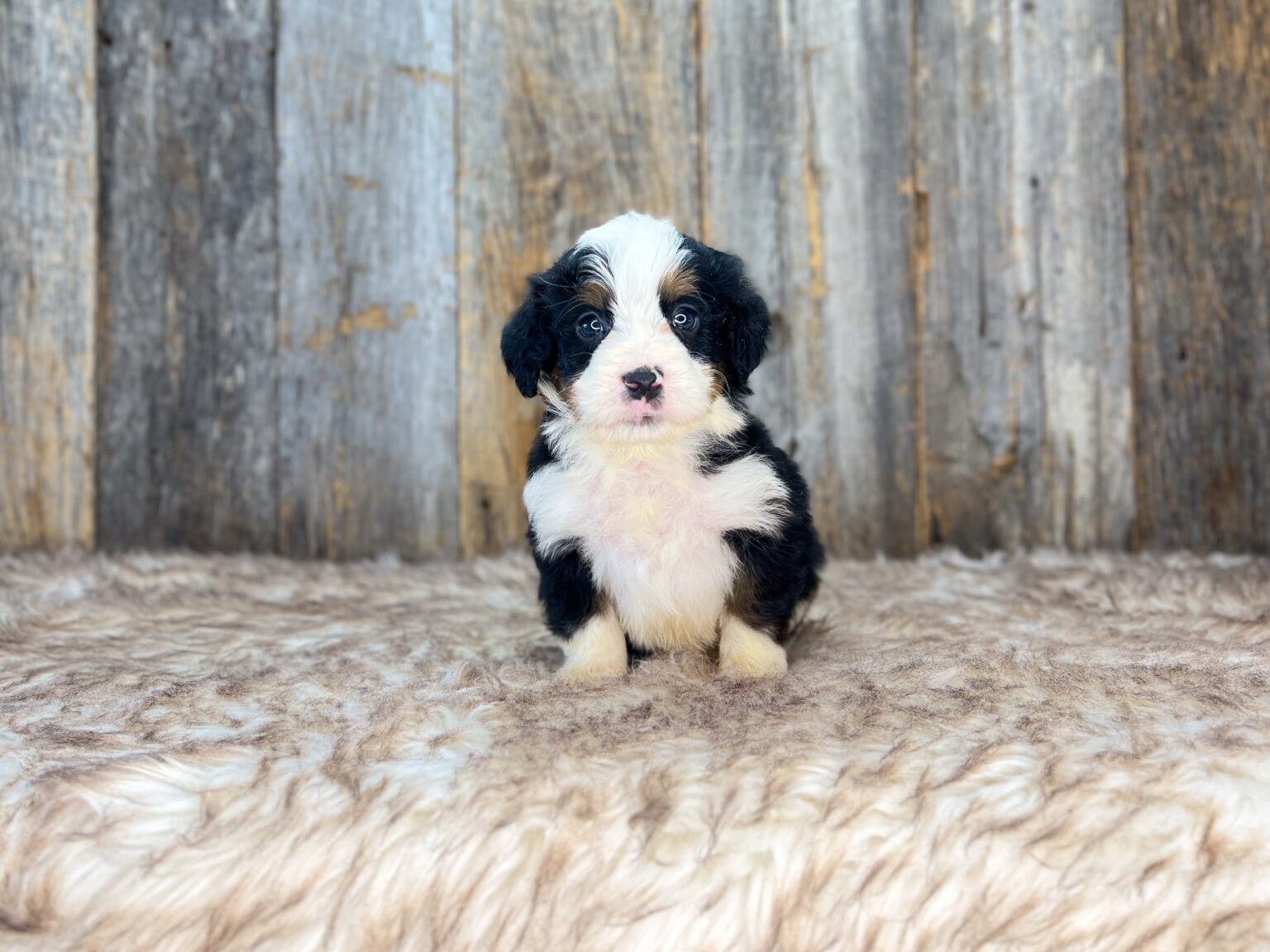 I am just a tiny baby and would love to join your family soon! Of course, you can’t see how cute and curly I will be when I get older, so the Dog Club will send updated photos when I am about 6 to 7 weeks old, if you choose to adopt me. Infant puppy deposits are refundable or transferrable.