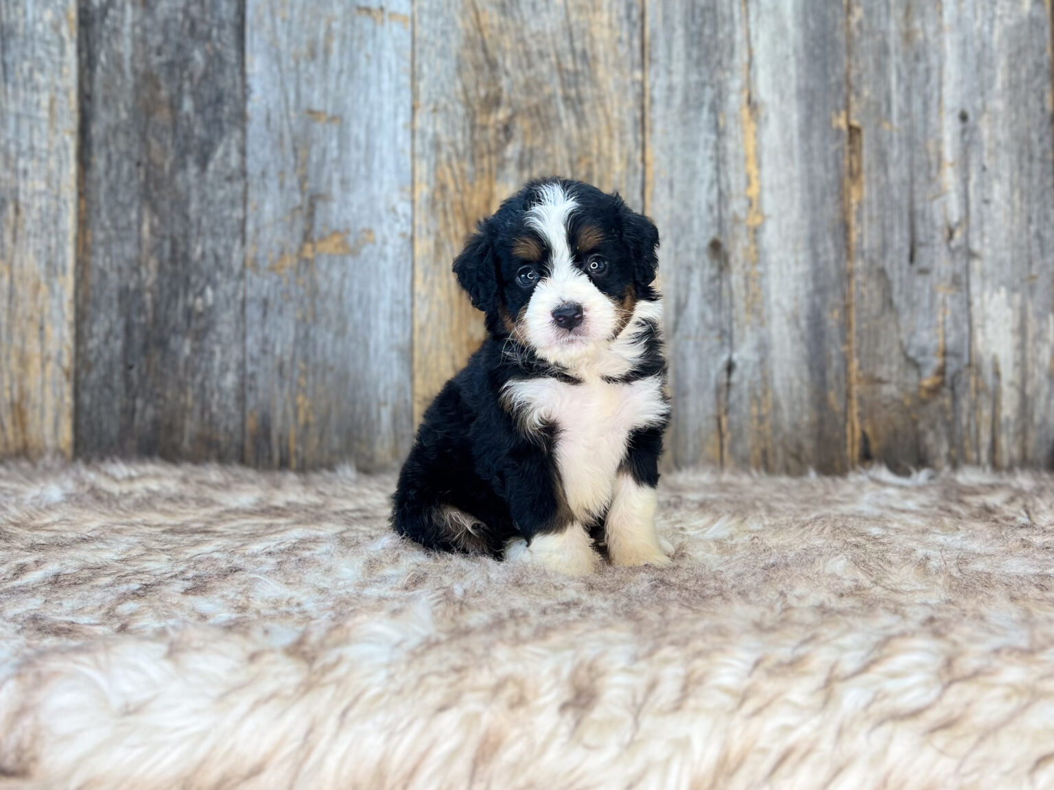 I am just a tiny baby and would love to join your family soon! Of course, you can’t see how cute and curly I will be when I get older, so the Dog Club will send updated photos when I am about 6 to 7 weeks old, if you choose to adopt me. Infant puppy deposits are refundable or transferrable.