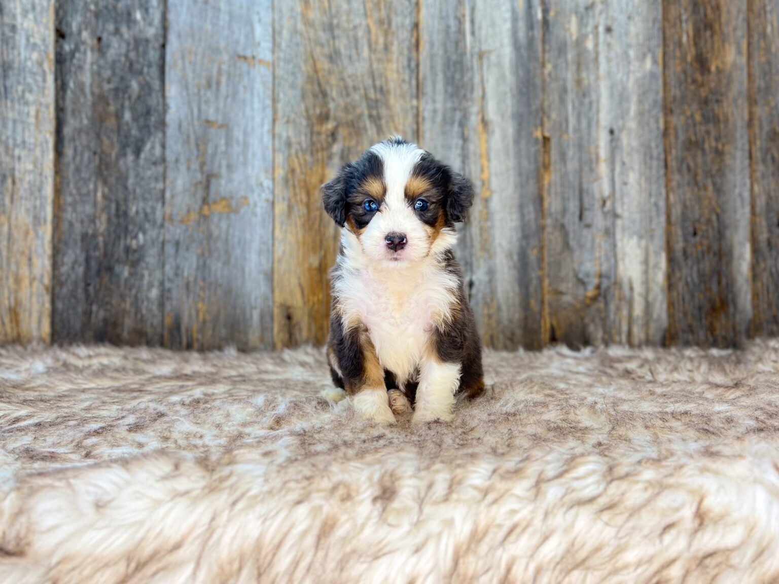 I am just a tiny baby and would love to join your family soon! Of course, you can’t see how cute and curly I will be when I get older, so the Dog Club will send updated photos when I am about 6 to 7 weeks old, if you choose to adopt me. Infant puppy deposits are refundable or transferrable.