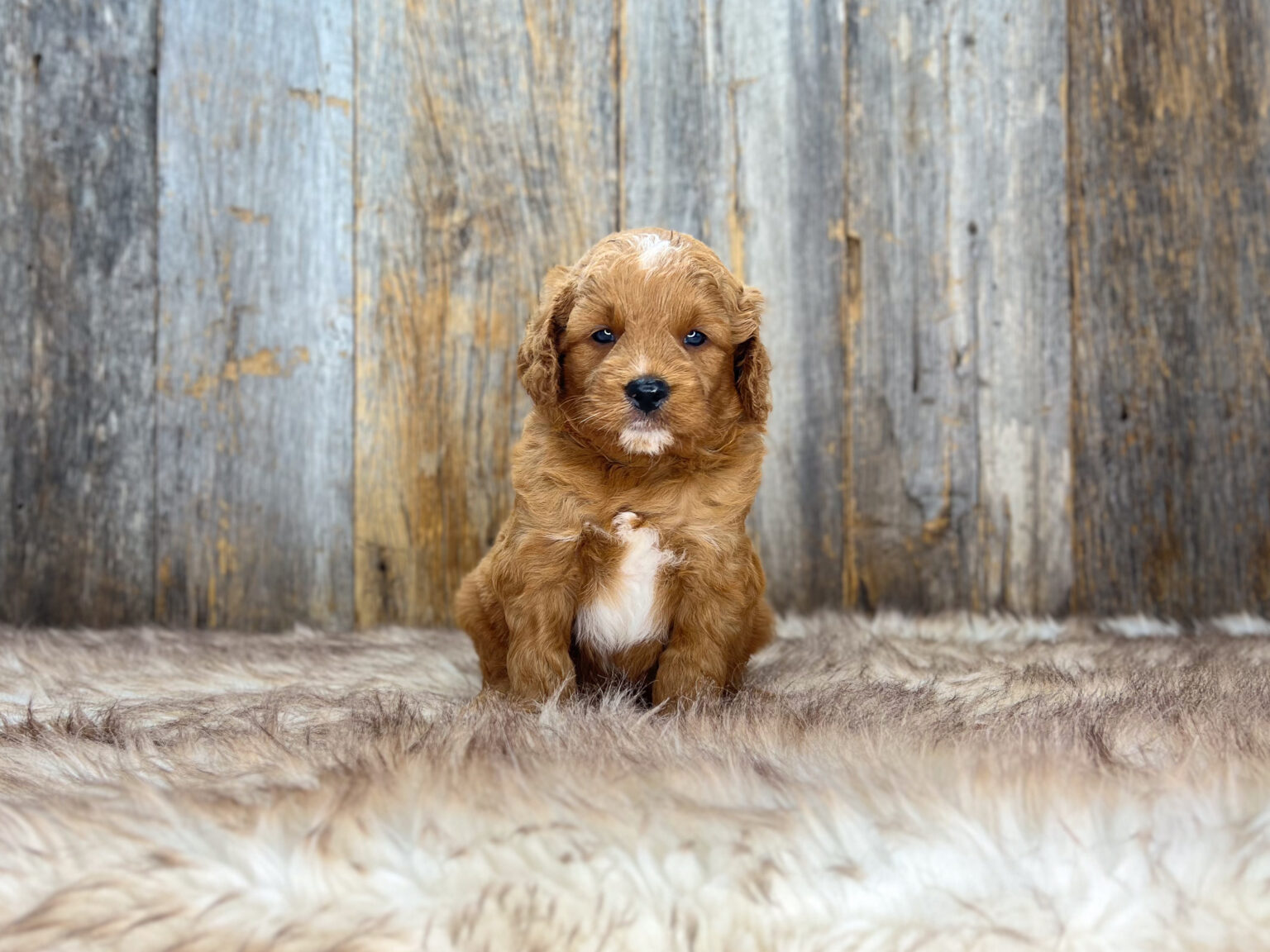 I am just a tiny baby and would love to join your family soon! Of course, you can’t see how cute and curly I will be when I get older, so the Dog Club will send updated photos when I am about 6 to 7 weeks old, if you choose to adopt me. Infant puppy deposits are refundable or transferrable.