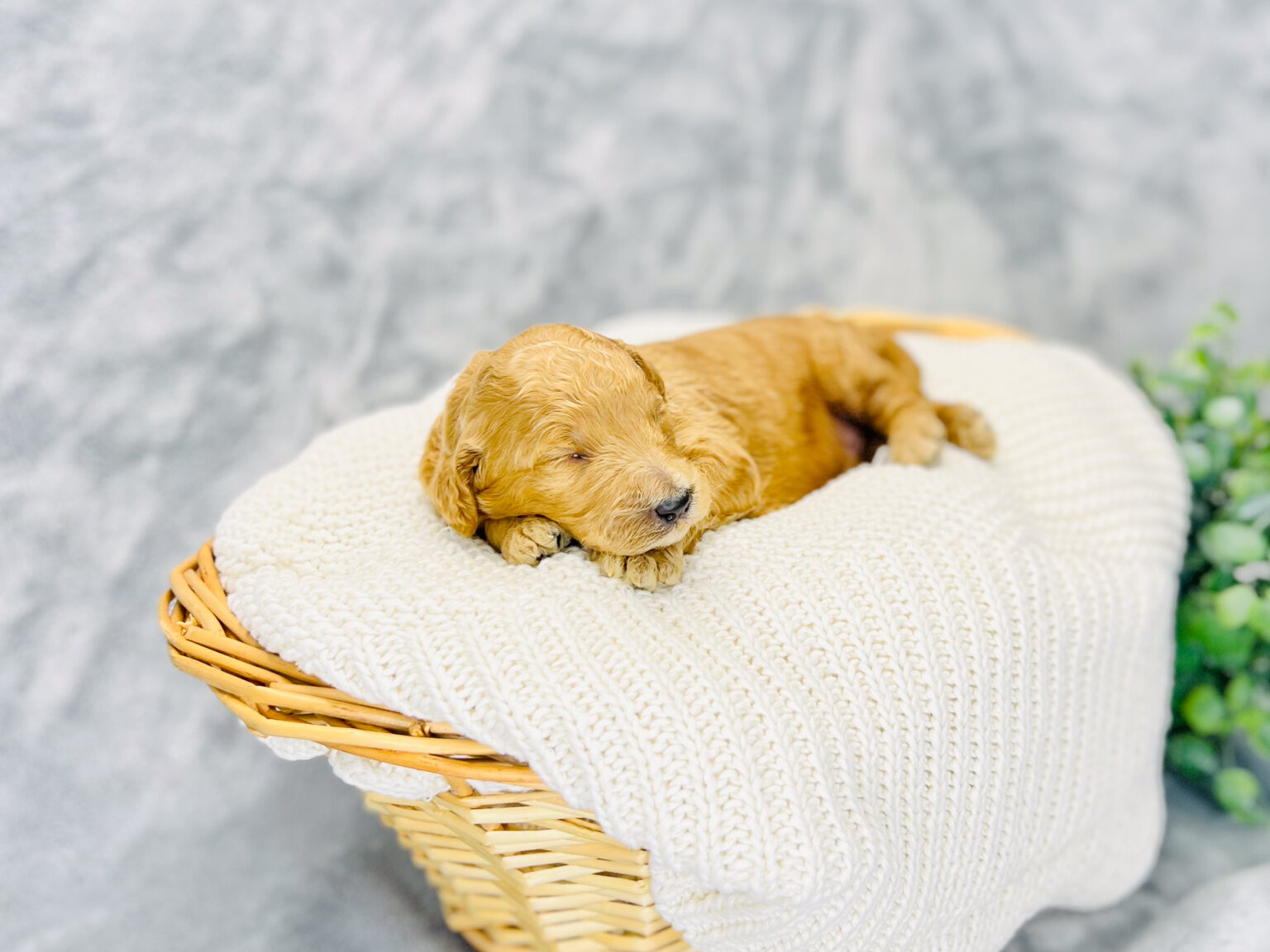 I am just a tiny baby and would love to join your family soon! Of course, you can’t see how cute and curly I will be when I get older, so the Dog Club will send updated photos when I am about 6 to 7 weeks old, if you choose to adopt me. Infant puppy deposits are refundable or transferrable.