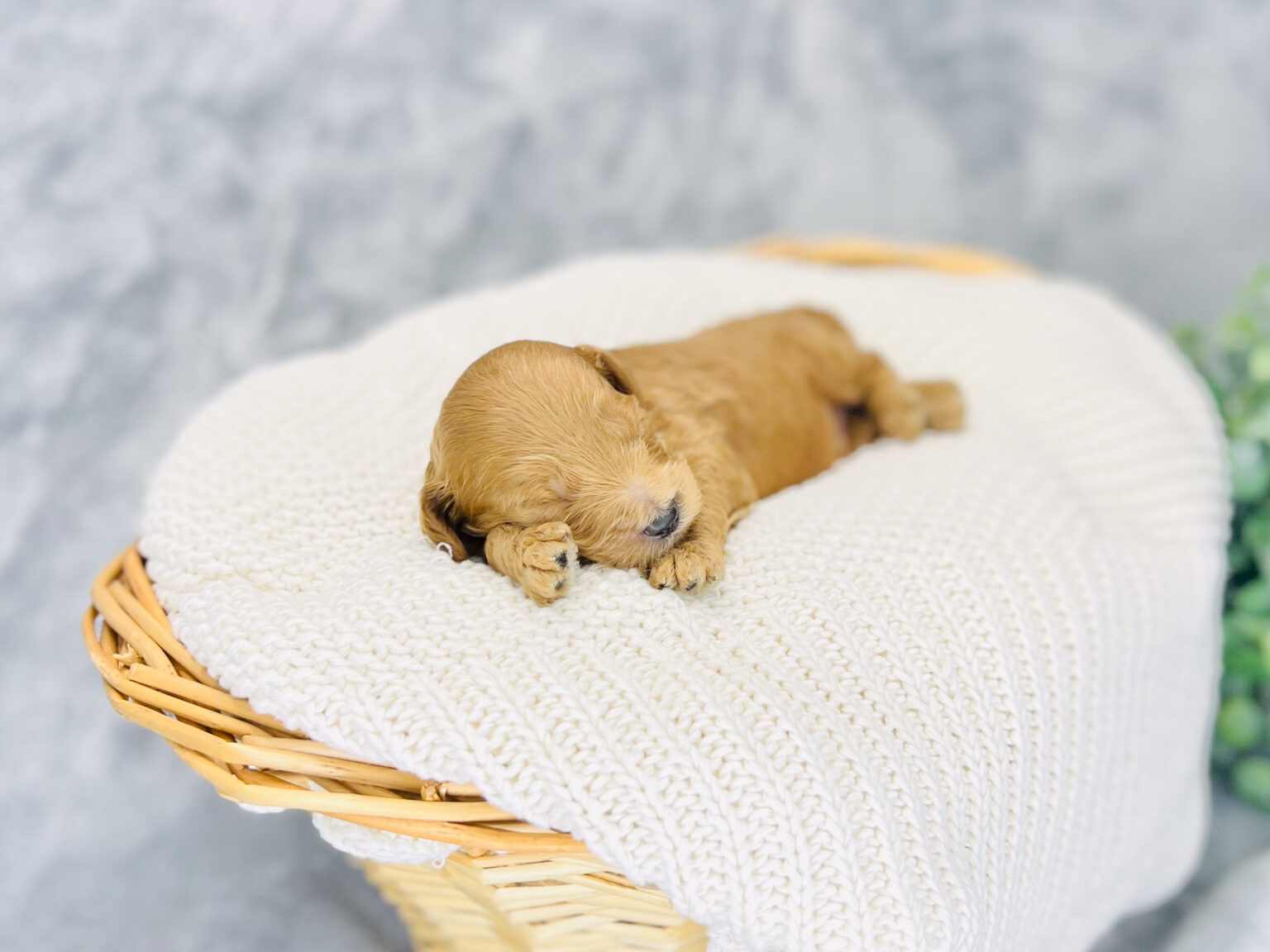 I am just a tiny baby and would love to join your family soon! Of course, you can’t see how cute and curly I will be when I get older, so the Dog Club will send updated photos when I am about 6 to 7 weeks old, if you choose to adopt me. Infant puppy deposits are refundable or transferrable.