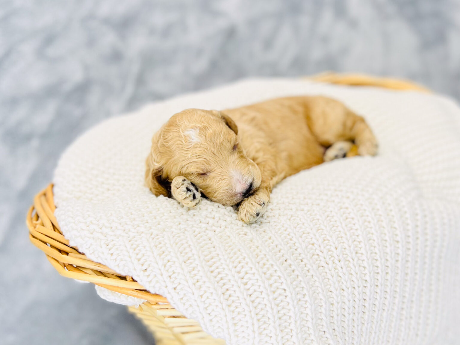 I am just a tiny baby and would love to join your family soon! Of course, you can’t see how cute and curly I will be when I get older, so the Dog Club will send updated photos when I am about 6 to 7 weeks old, if you choose to adopt me. Infant puppy deposits are refundable or transferrable.