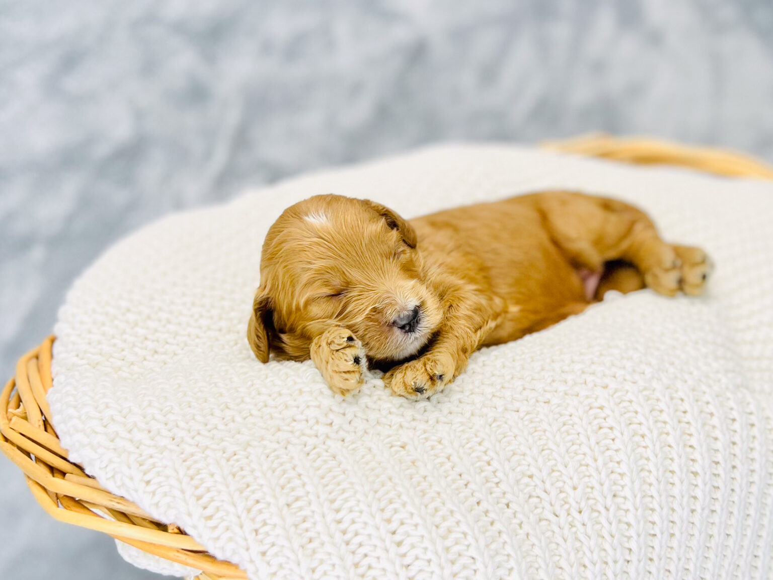 I am just a tiny baby and would love to join your family soon! Of course, you can’t see how cute and curly I will be when I get older, so the Dog Club will send updated photos when I am about 6 to 7 weeks old, if you choose to adopt me. Infant puppy deposits are refundable or transferrable.