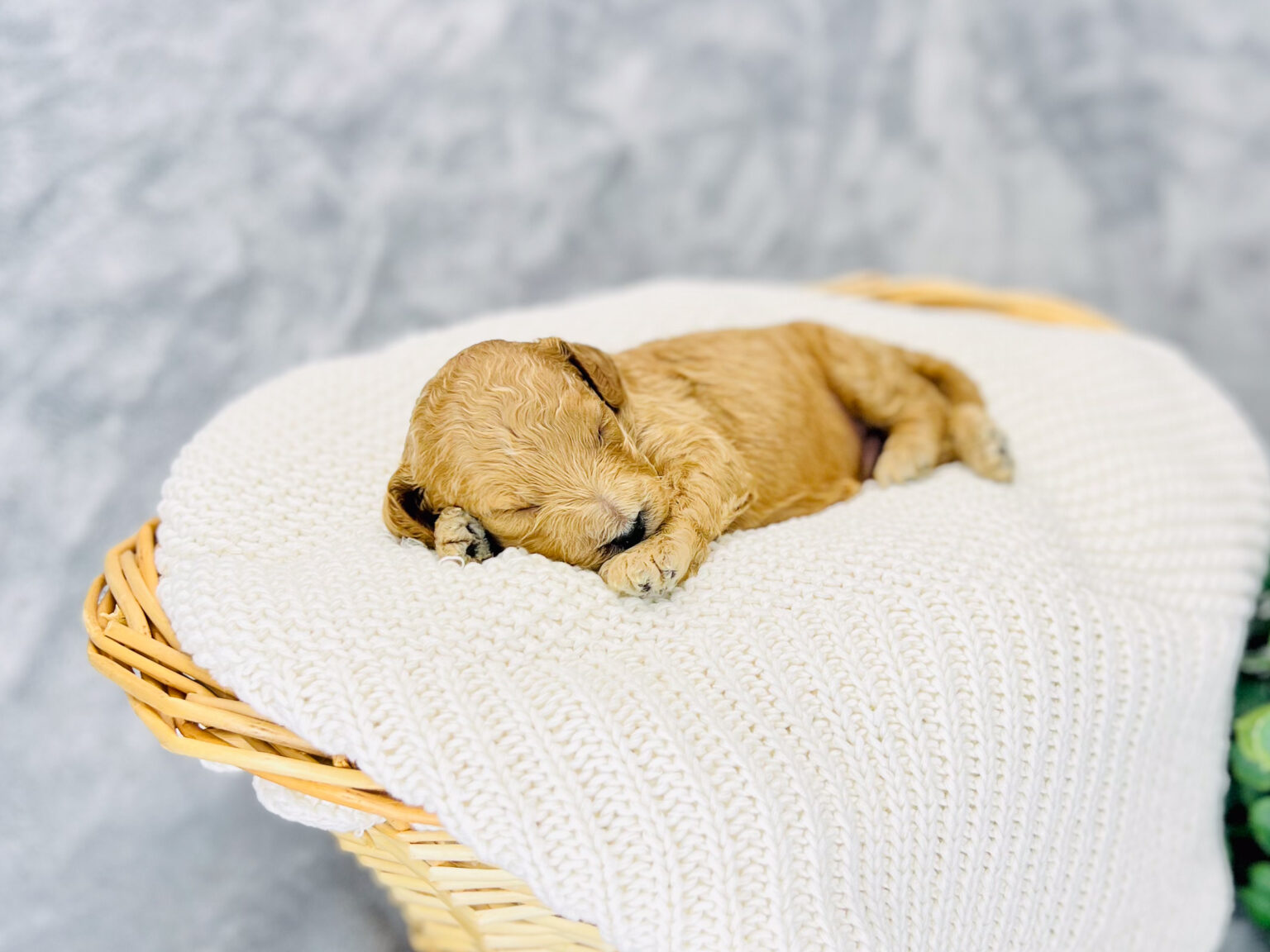 I am just a tiny baby and would love to join your family soon! Of course, you can’t see how cute and curly I will be when I get older, so the Dog Club will send updated photos when I am about 6 to 7 weeks old, if you choose to adopt me. Infant puppy deposits are refundable or transferrable.