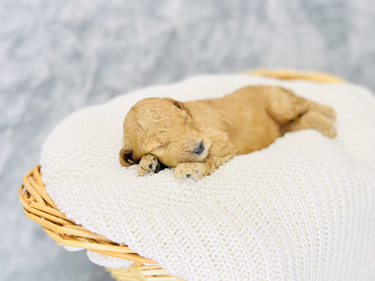 I am just a tiny baby and would love to join your family soon! Of course, you can’t see how cute and curly I will be when I get older, so the Dog Club will send updated photos when I am about 6 to 7 weeks old, if you choose to adopt me. Infant puppy deposits are refundable or transferrable.