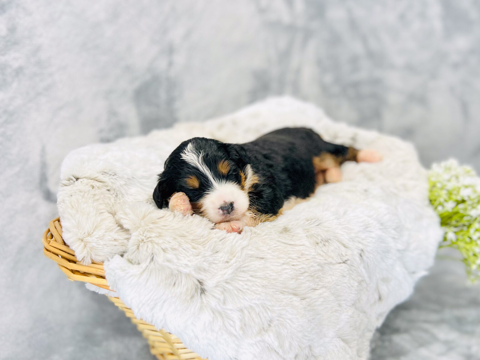 I am just a tiny baby and would love to join your family soon! Of course, you can’t see how cute and curly I will be when I get older, so the Dog Club will send updated photos when I am about 6 to 7 weeks old, if you choose to adopt me. Infant puppy deposits are refundable or transferrable.