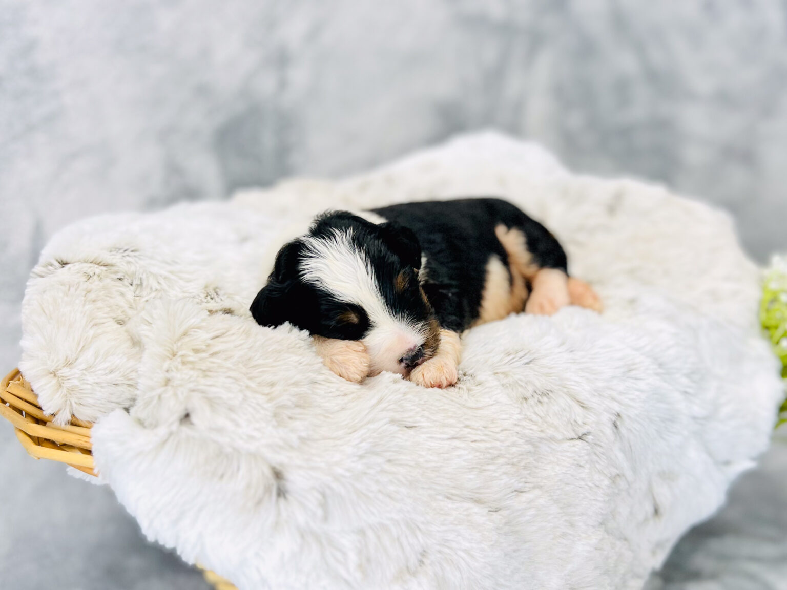 I am just a tiny baby and would love to join your family soon! Of course, you can’t see how cute and curly I will be when I get older, so the Dog Club will send updated photos when I am about 6 to 7 weeks old, if you choose to adopt me. Infant puppy deposits are refundable or transferrable.
