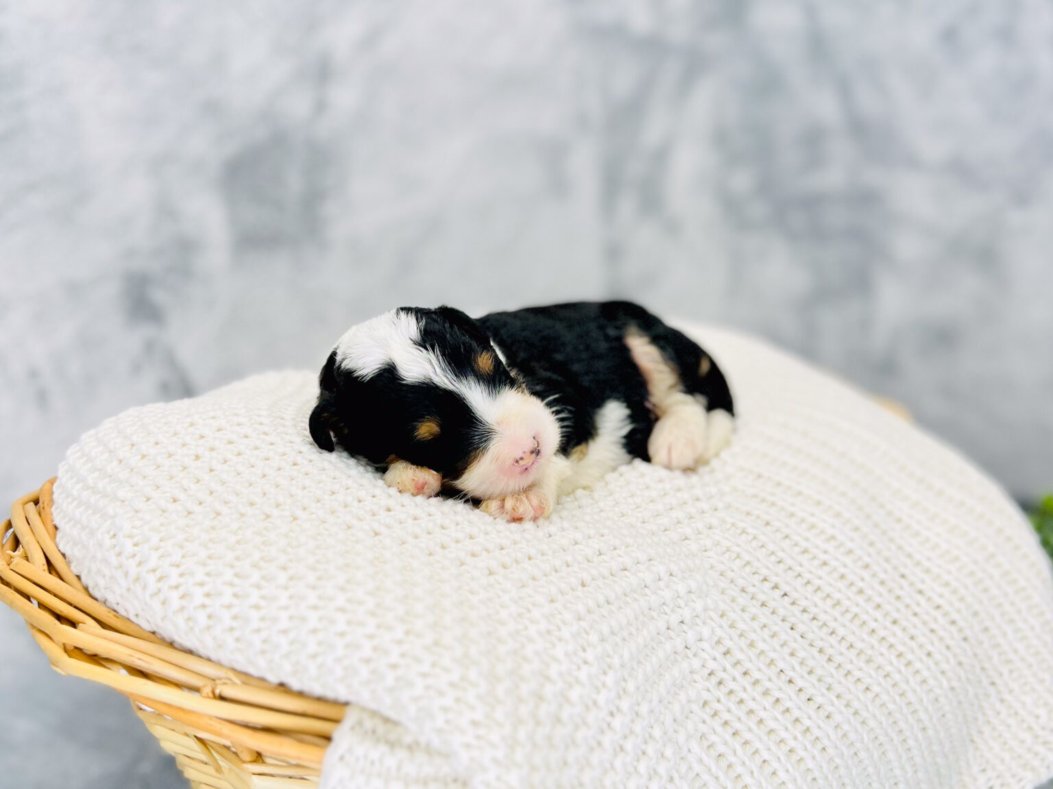 I am just a tiny baby and would love to join your family soon! Of course, you can’t see how cute and curly I will be when I get older, so the Dog Club will send updated photos when I am about 6 to 7 weeks old, if you choose to adopt me. Infant puppy deposits are refundable or transferrable.