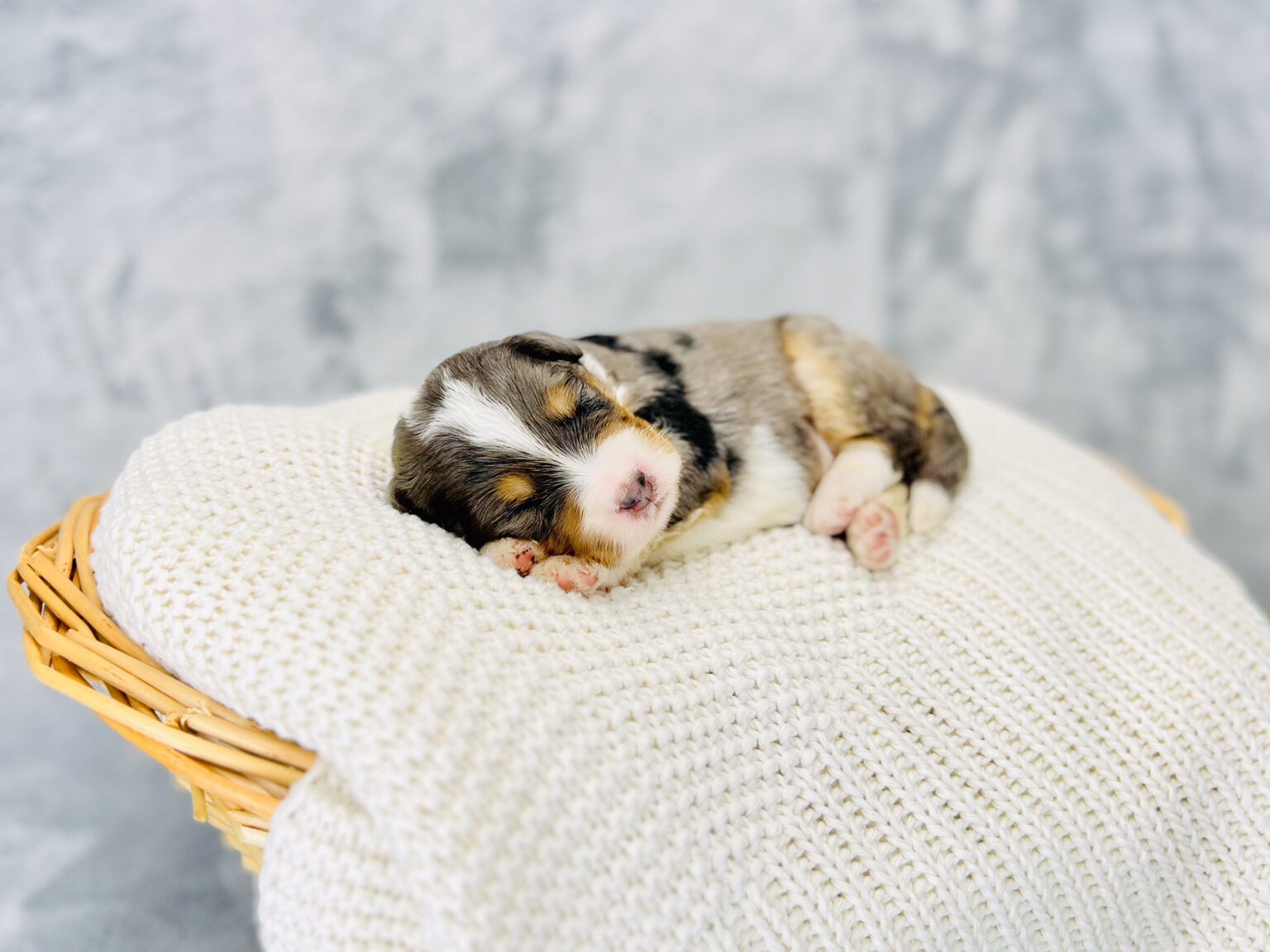 I am just a tiny baby and would love to join your family soon! Of course, you can’t see how cute and curly I will be when I get older, so the Dog Club will send updated photos when I am about 6 to 7 weeks old, if you choose to adopt me. Infant puppy deposits are refundable or transferrable.