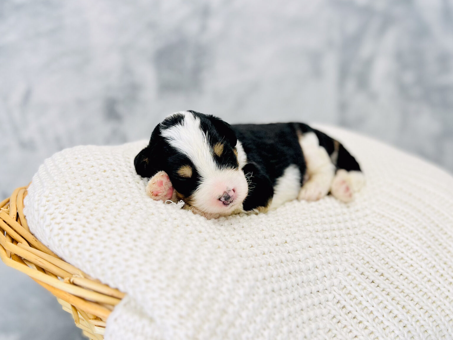 I am just a tiny baby and would love to join your family soon! Of course, you can’t see how cute and curly I will be when I get older, so the Dog Club will send updated photos when I am about 6 to 7 weeks old, if you choose to adopt me. Infant puppy deposits are refundable or transferrable.