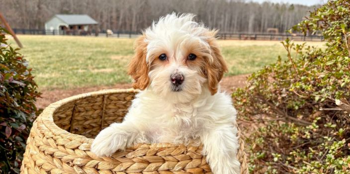 Stress-Free Puppy Crate Training Tips
