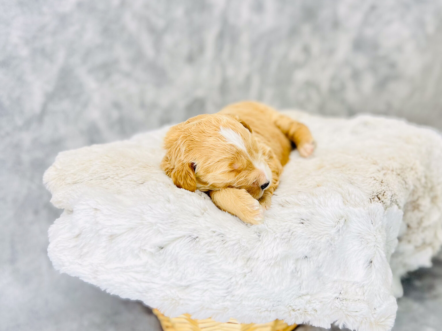 I am just a tiny baby and would love to join your family soon! Of course, you can’t see how cute and curly I will be when I get older, so the Dog Club will send updated photos when I am about 6 to 7 weeks old, if you choose to adopt me. Infant puppy deposits are refundable or transferrable.