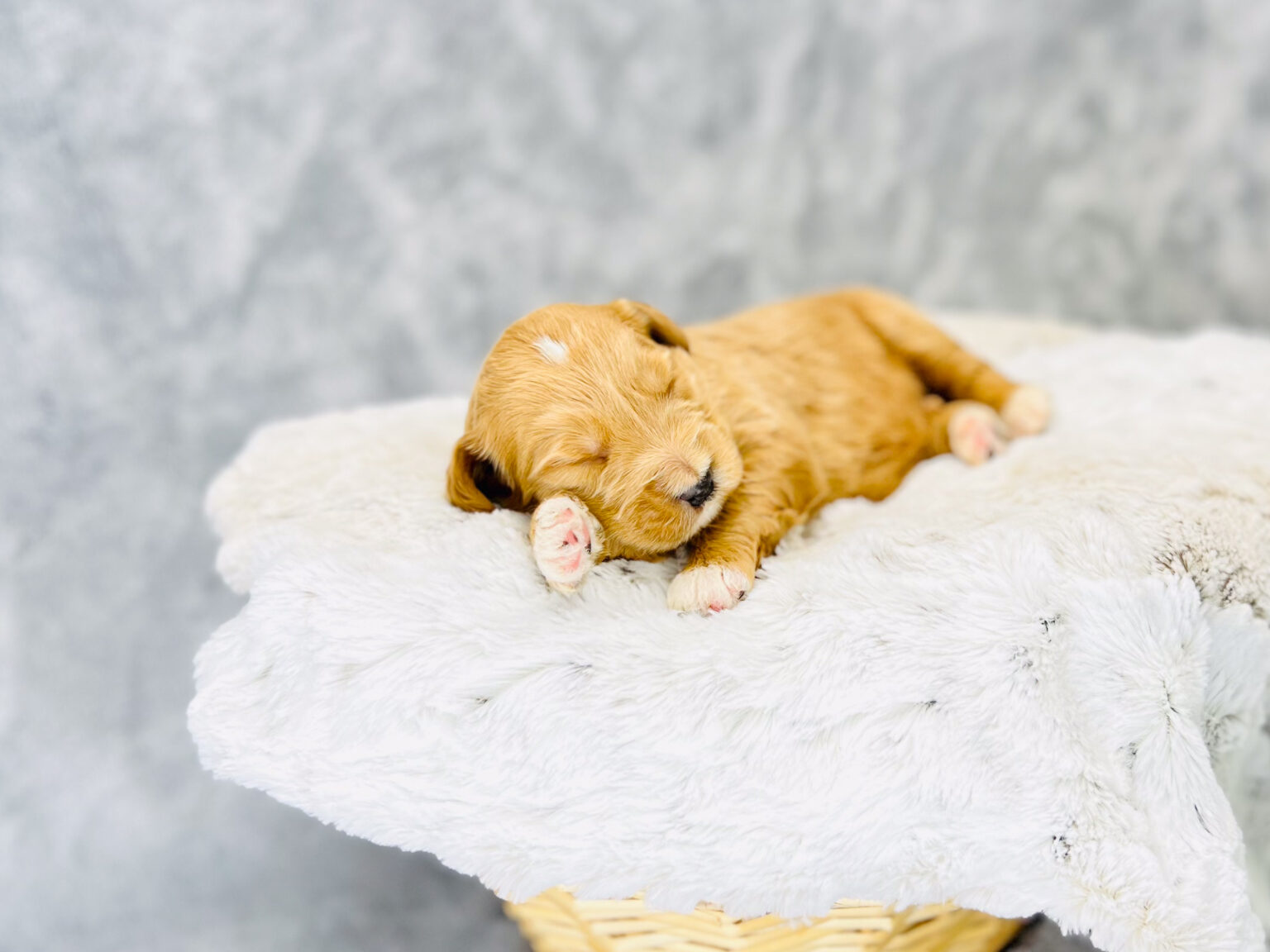 I am just a tiny baby and would love to join your family soon! Of course, you can’t see how cute and curly I will be when I get older, so the Dog Club will send updated photos when I am about 6 to 7 weeks old, if you choose to adopt me. Infant puppy deposits are refundable or transferrable.