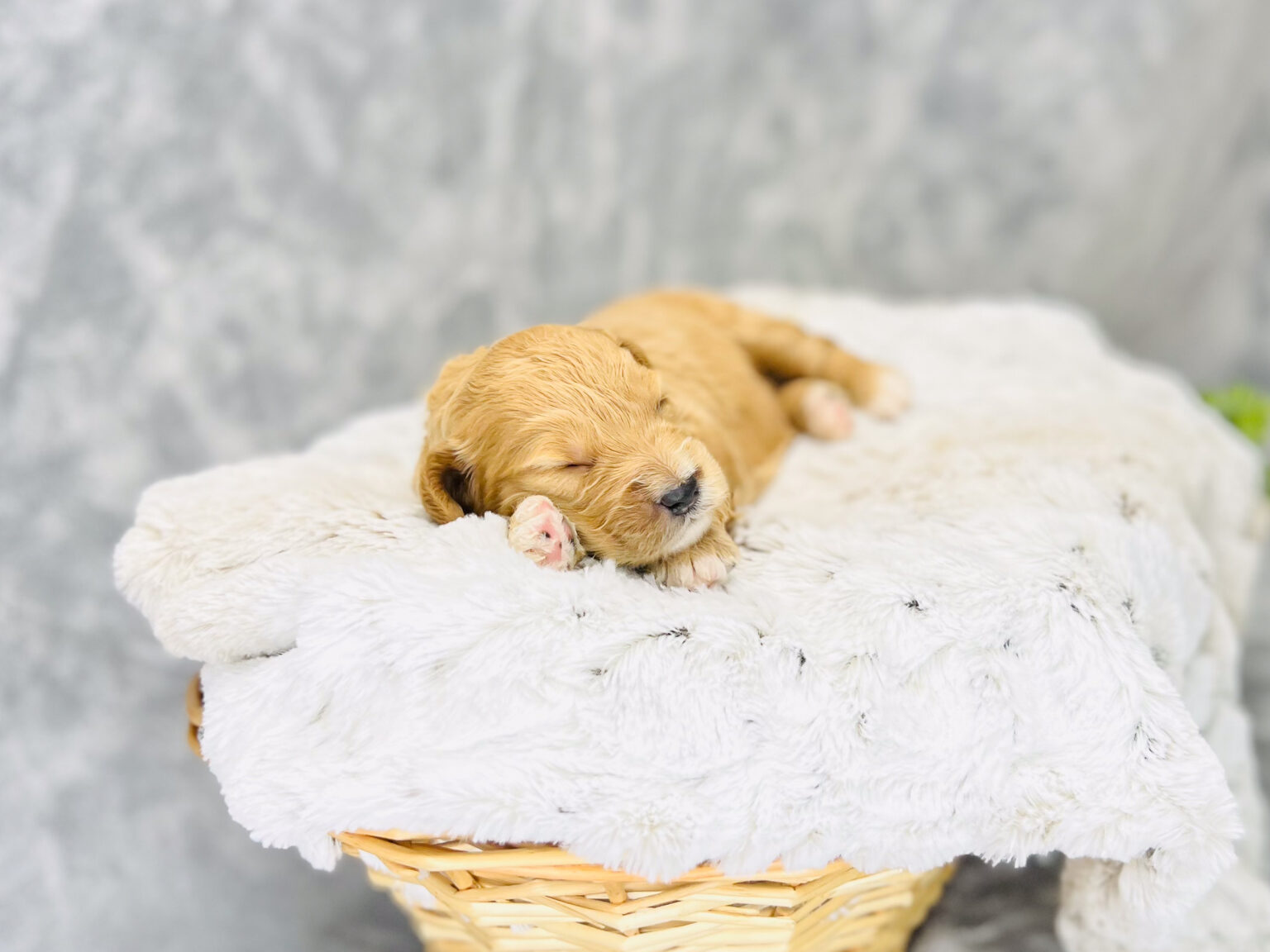 I am just a tiny baby and would love to join your family soon! Of course, you can’t see how cute and curly I will be when I get older, so the Dog Club will send updated photos when I am about 6 to 7 weeks old, if you choose to adopt me. Infant puppy deposits are refundable or transferrable.