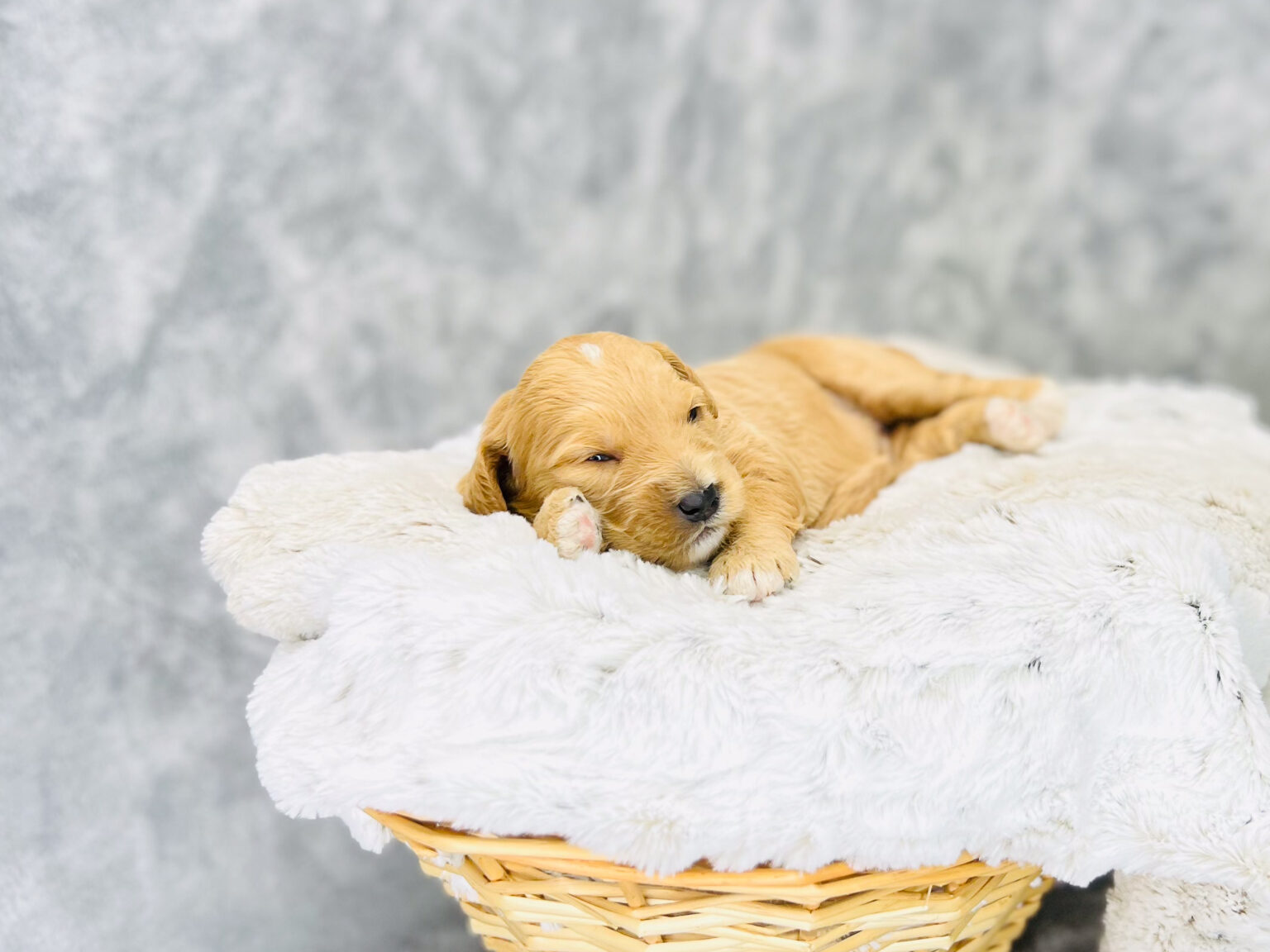 I am just a tiny baby and would love to join your family soon! Of course, you can’t see how cute and curly I will be when I get older, so the Dog Club will send updated photos when I am about 6 to 7 weeks old, if you choose to adopt me. Infant puppy deposits are refundable or transferrable.